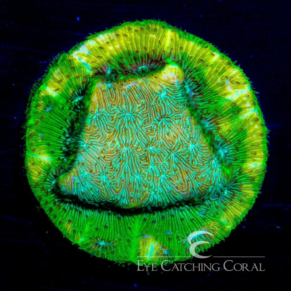 ECC Blastoise Leptoseris Frag — Special Order [AC658]