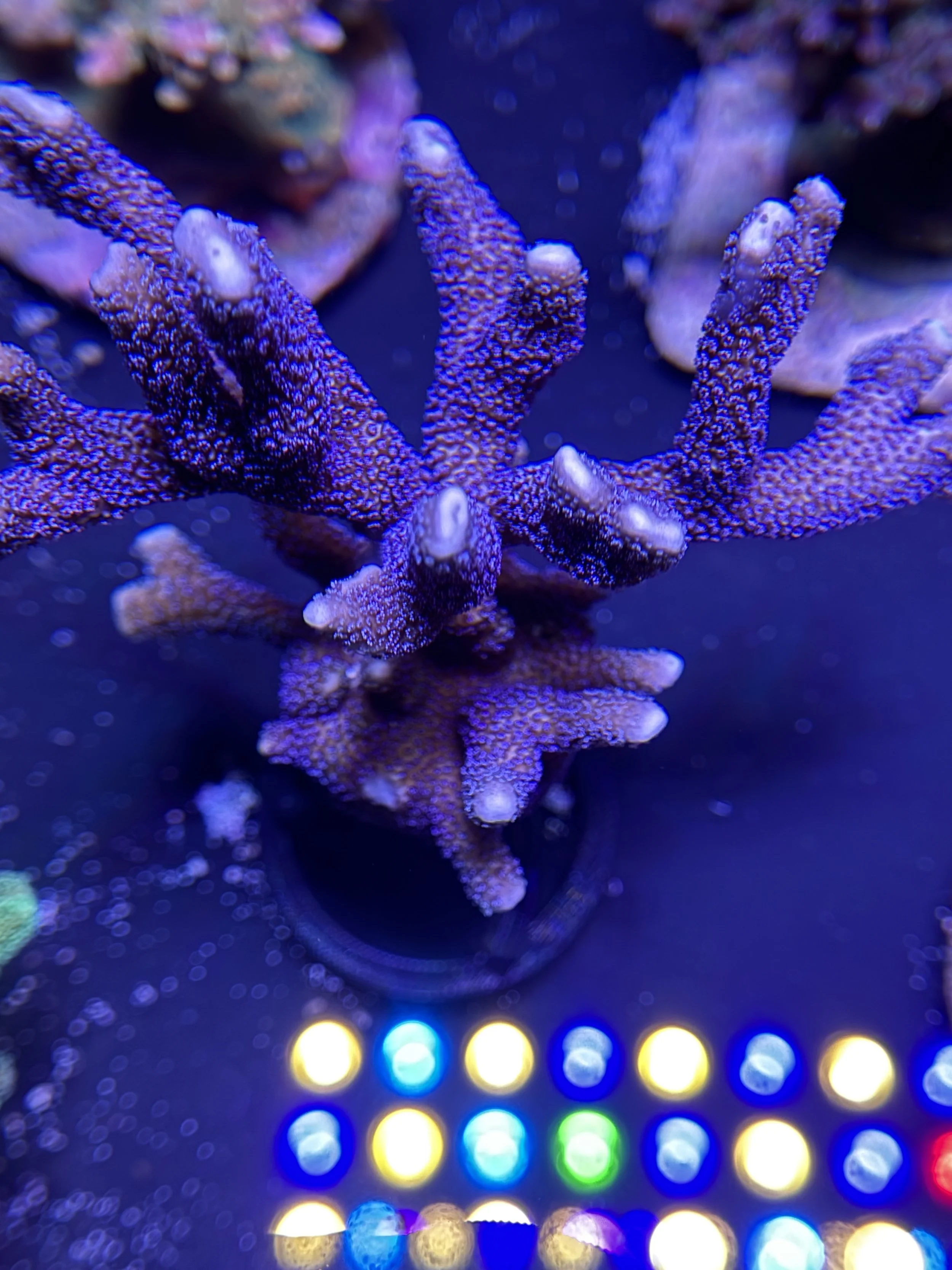 German Blue Montipora Digitata Colony