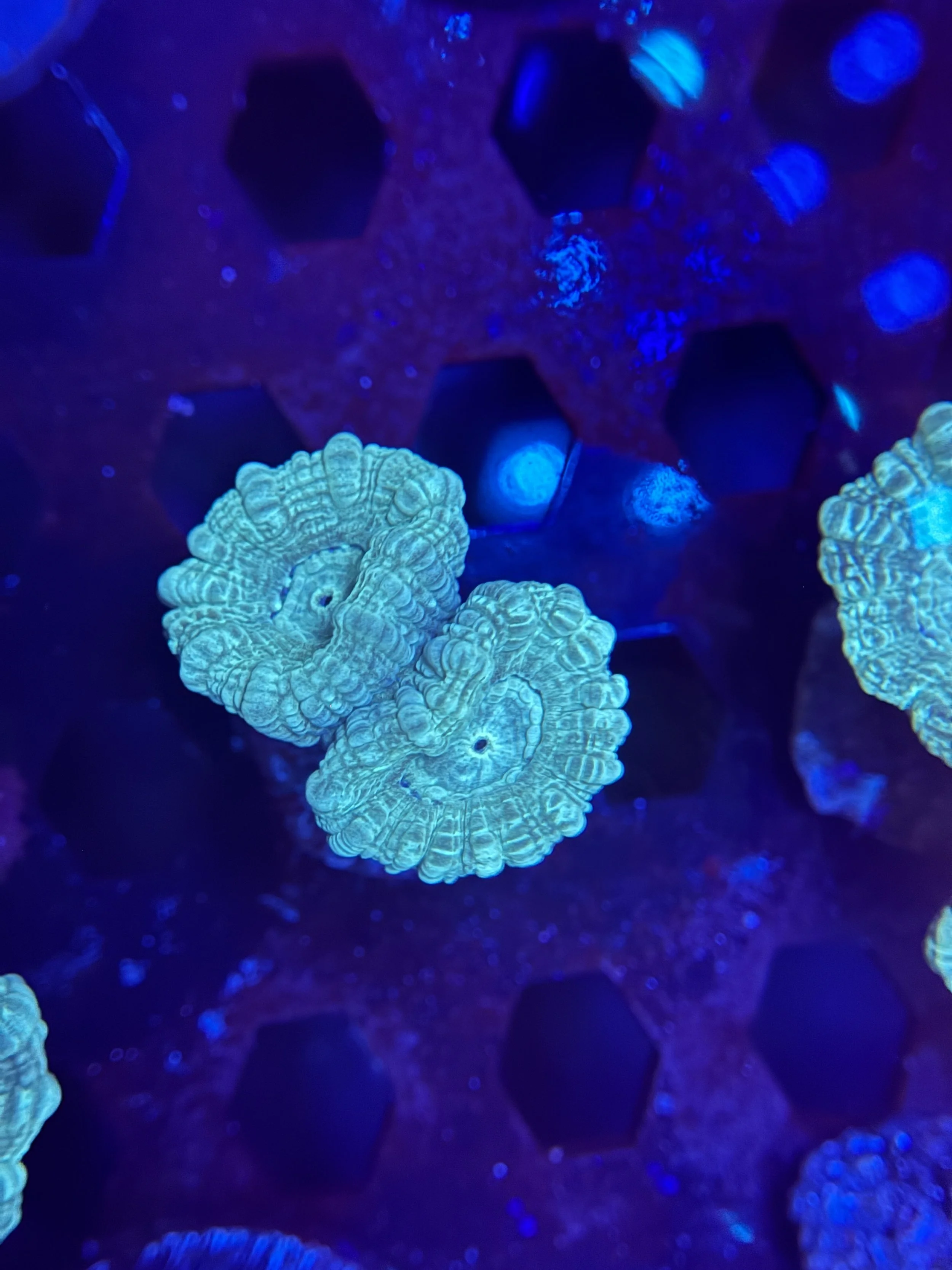 Teal Trumpet Coral