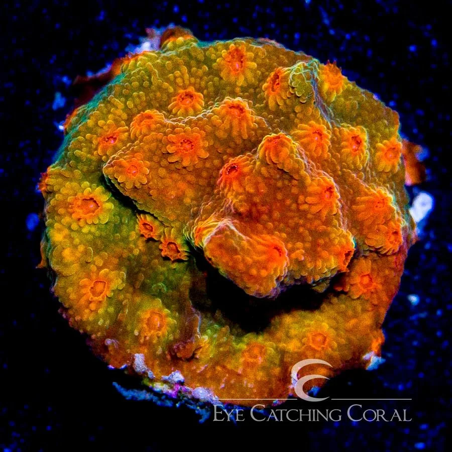 ECC Drogon Cyphastrea Frag — Special Order [AC191]