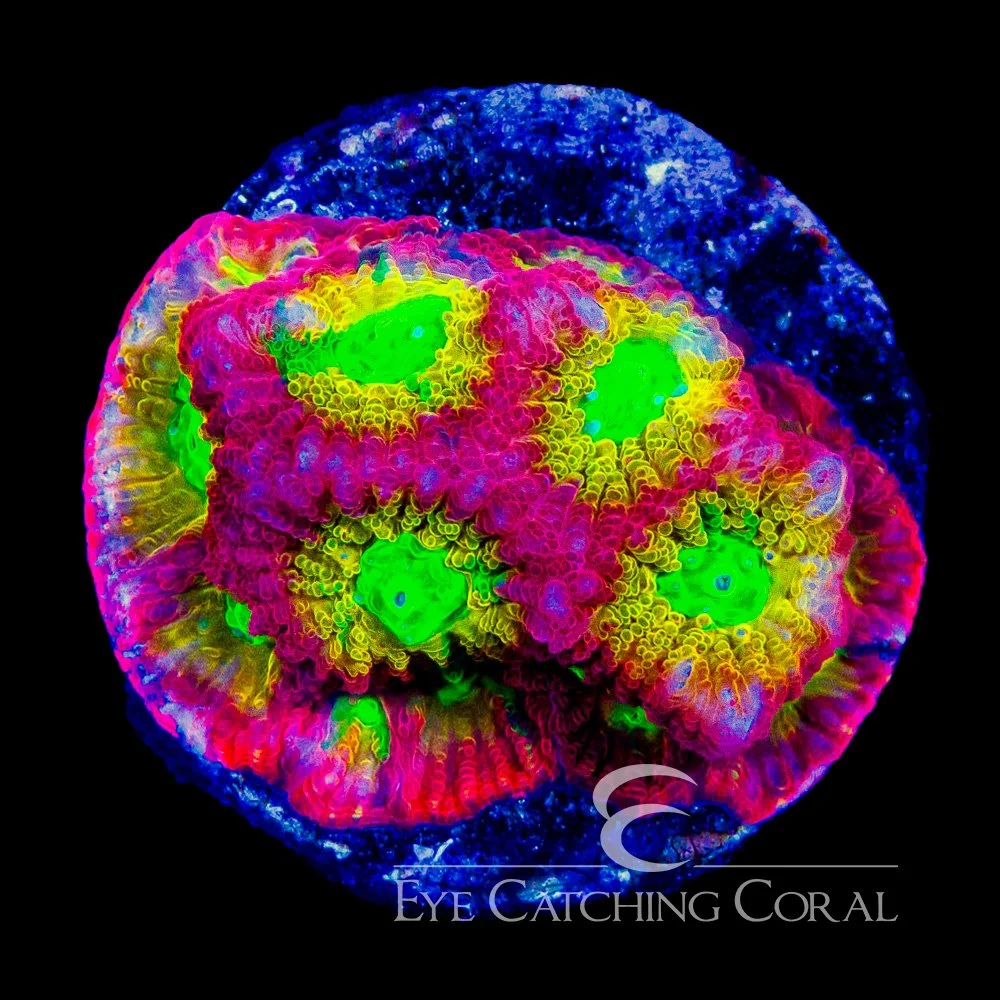 ECC Mad Max Favia Frag — Special Order [AC1170]