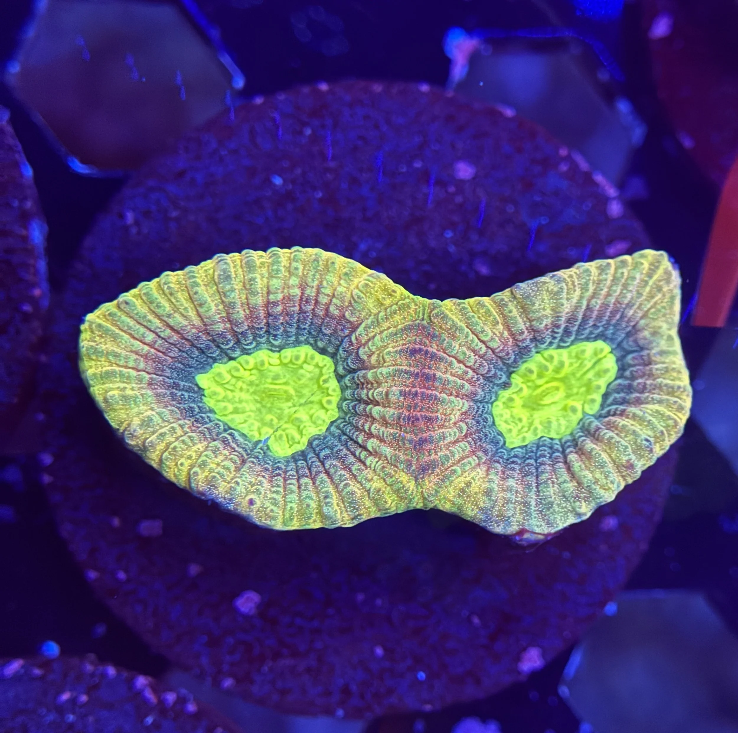 Prism Favia Frag 001 $30.jpg