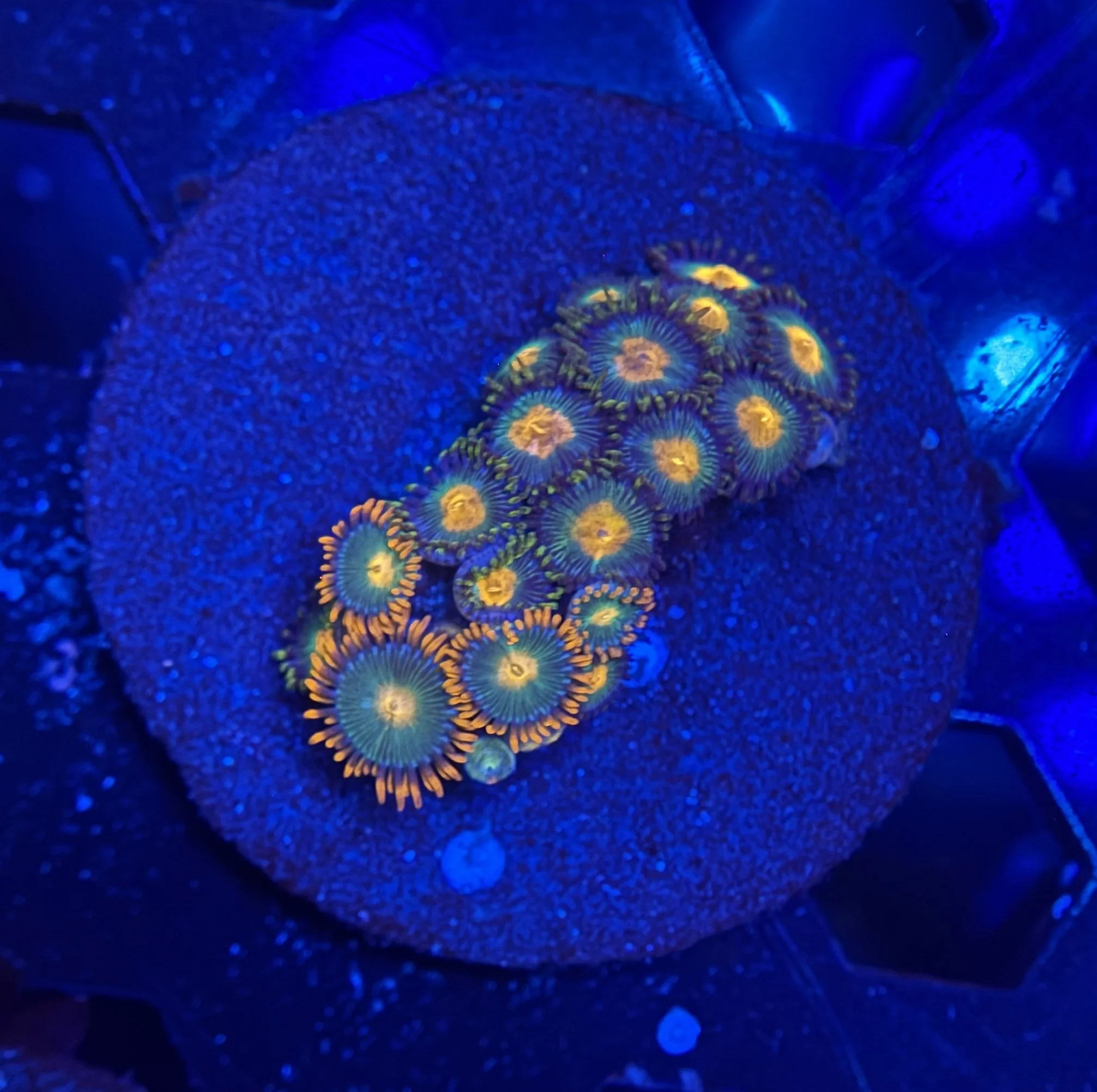 Assorted Zoa Frag 020