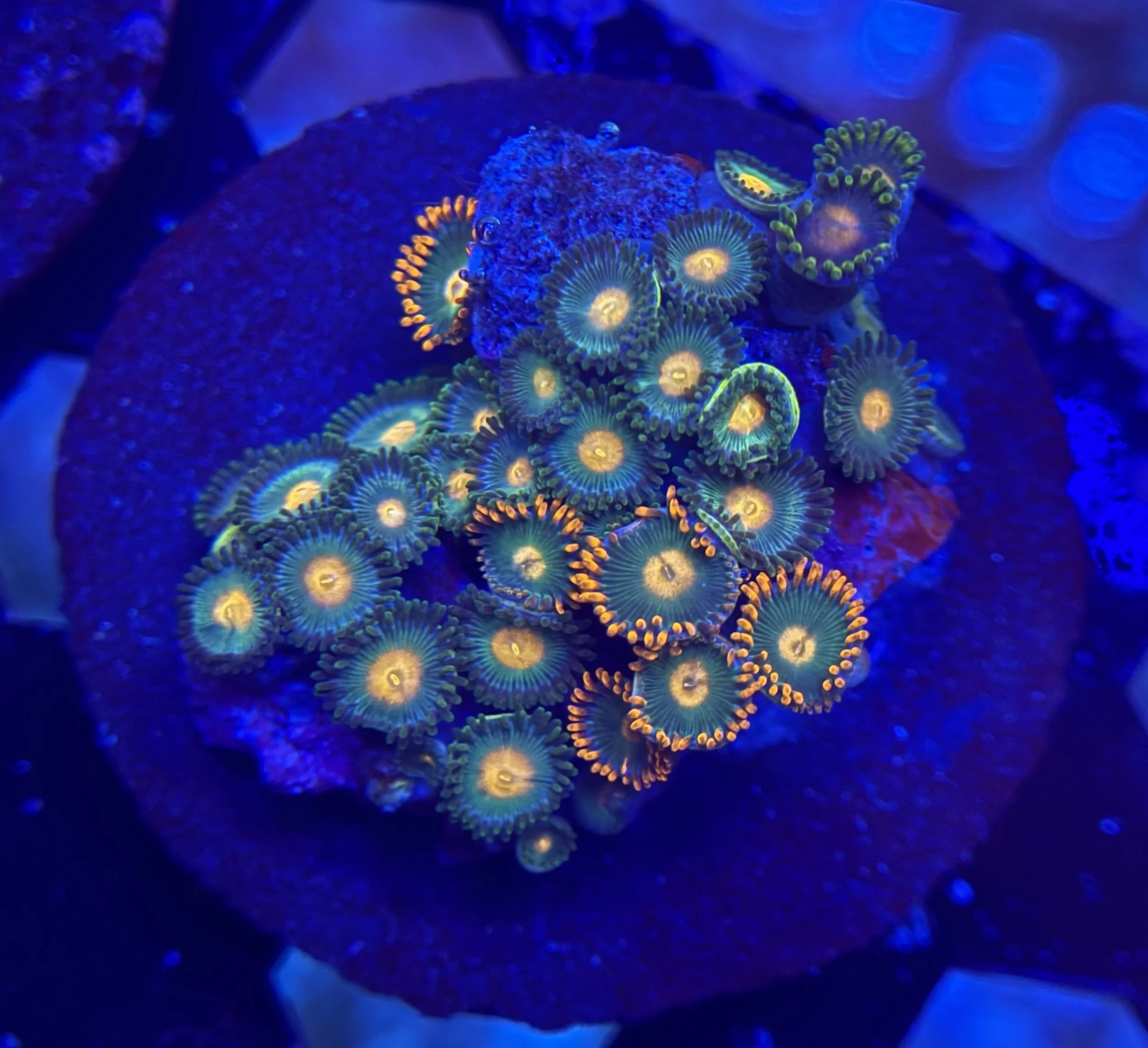 Assorted Zoa Frag 014 $30.jpg