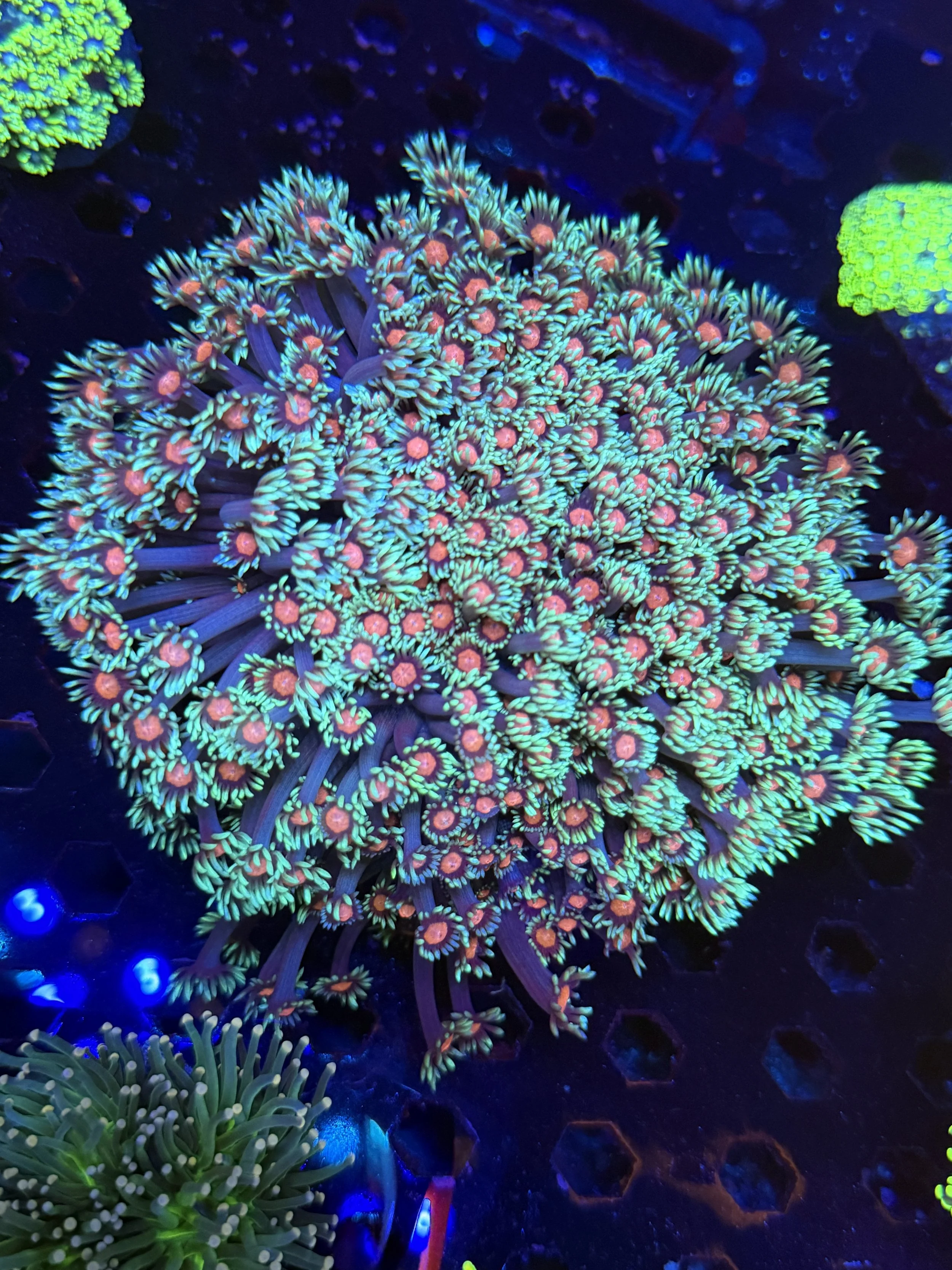 Goni Colony