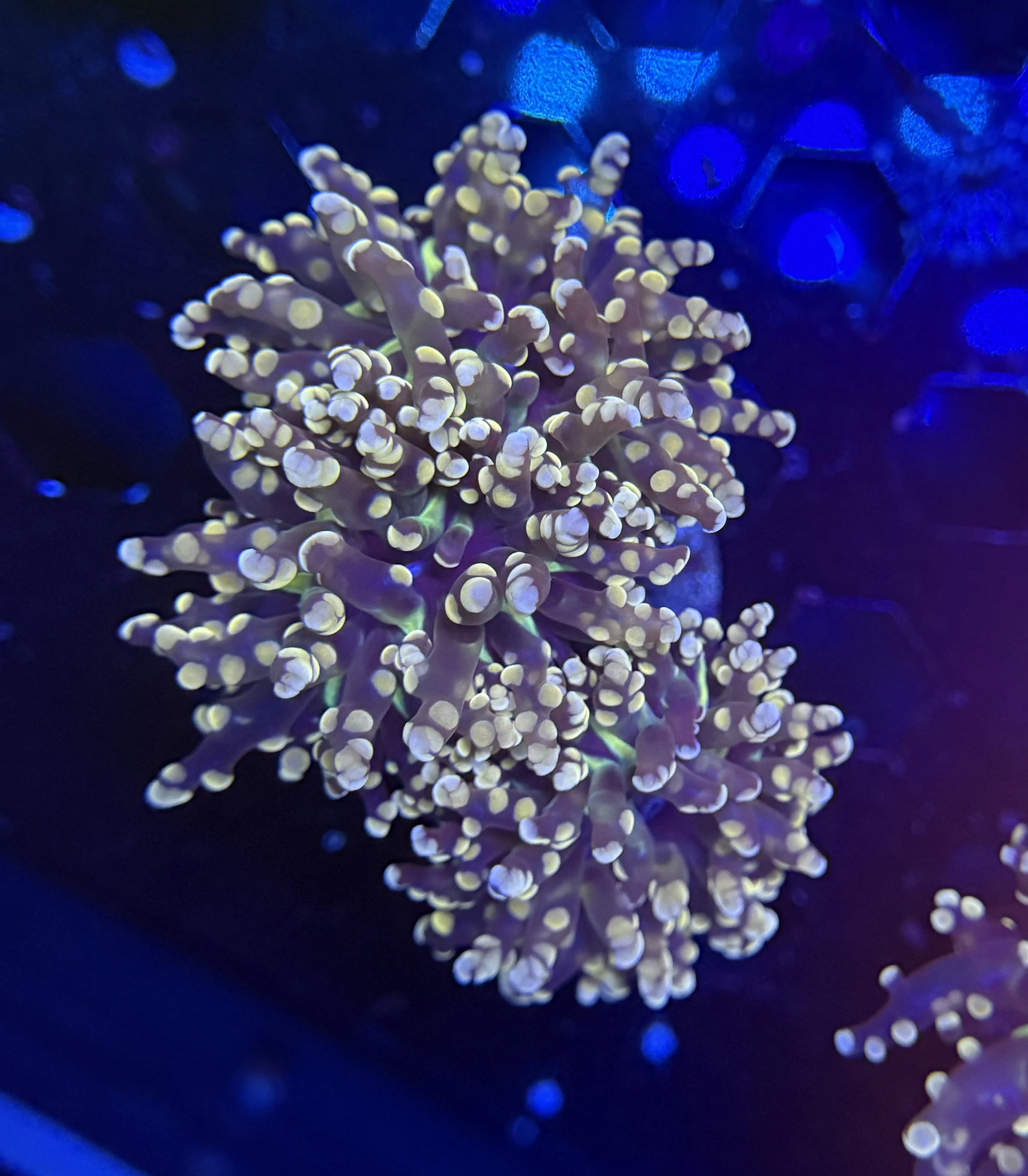 Orange Frogspawn 2 Heads $80.jpg