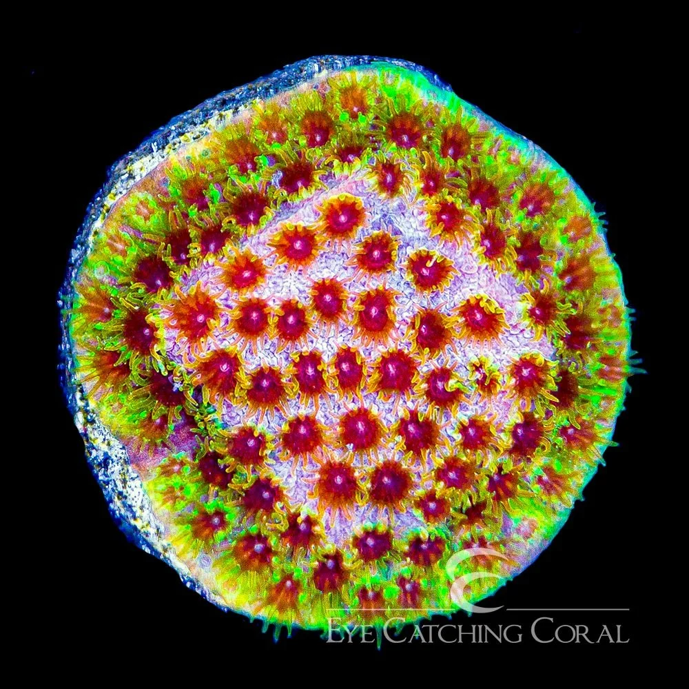 ECC Rainbow Splash Cyphastrea Frag — Special Order [AC457]