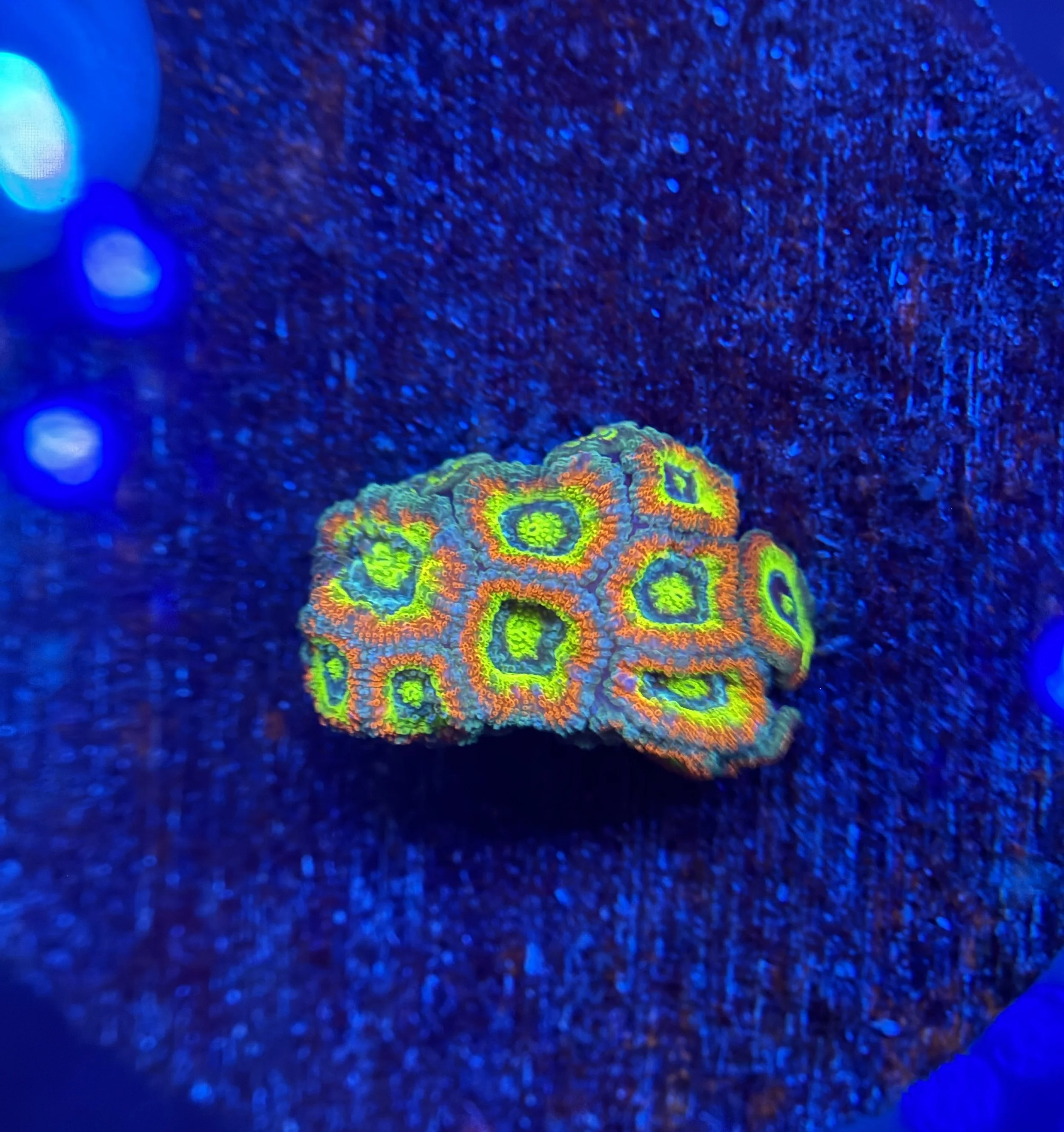 Holy Grail Micromusa $200.jpg
