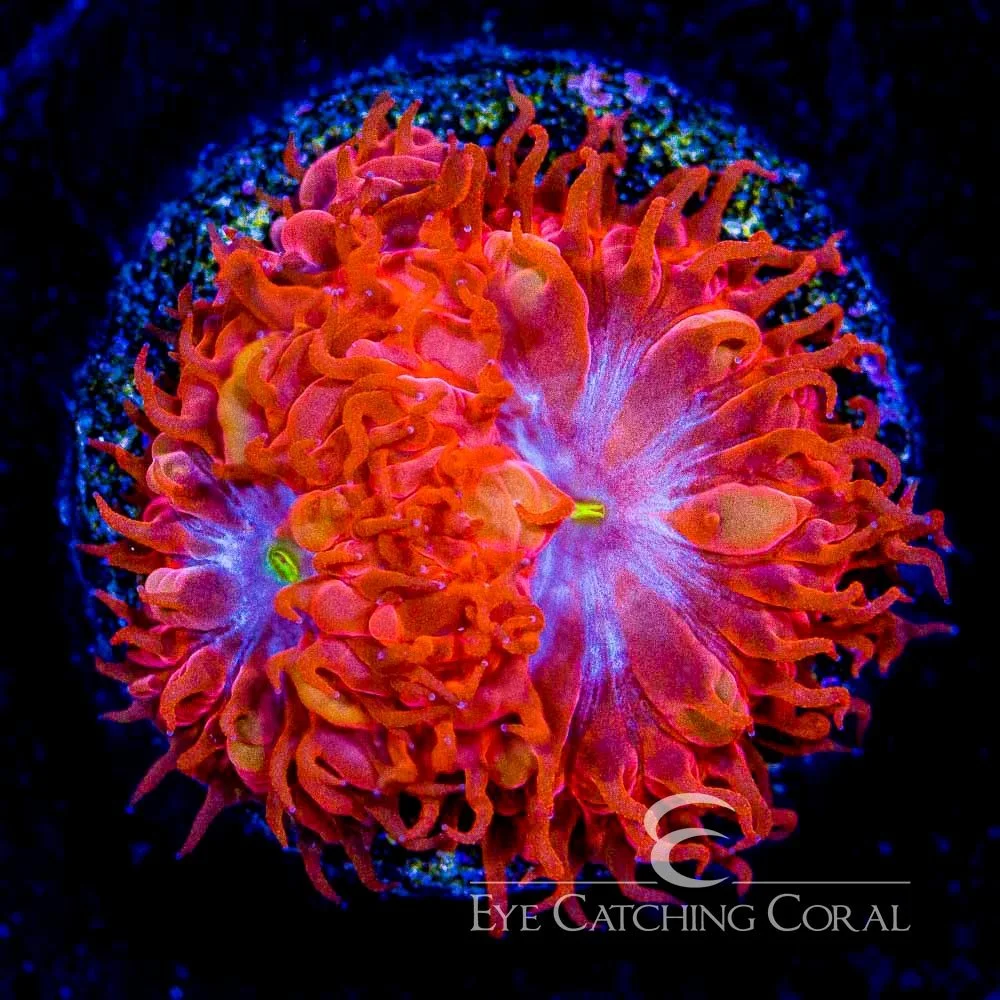 ECC Blue Raven Blastomussa Merletti Frag — Special Order [AC297]