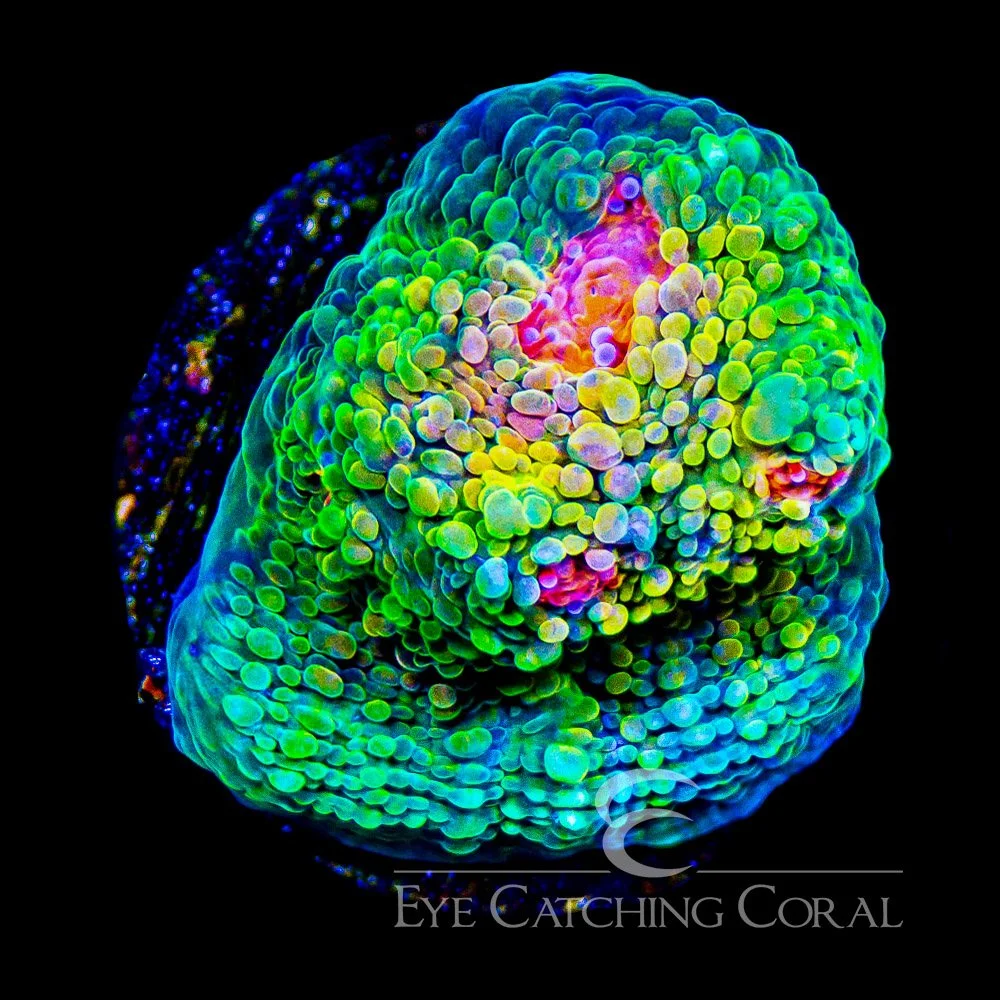 ECC Mummy Eye Chalice Frag — Special Order [AC161]