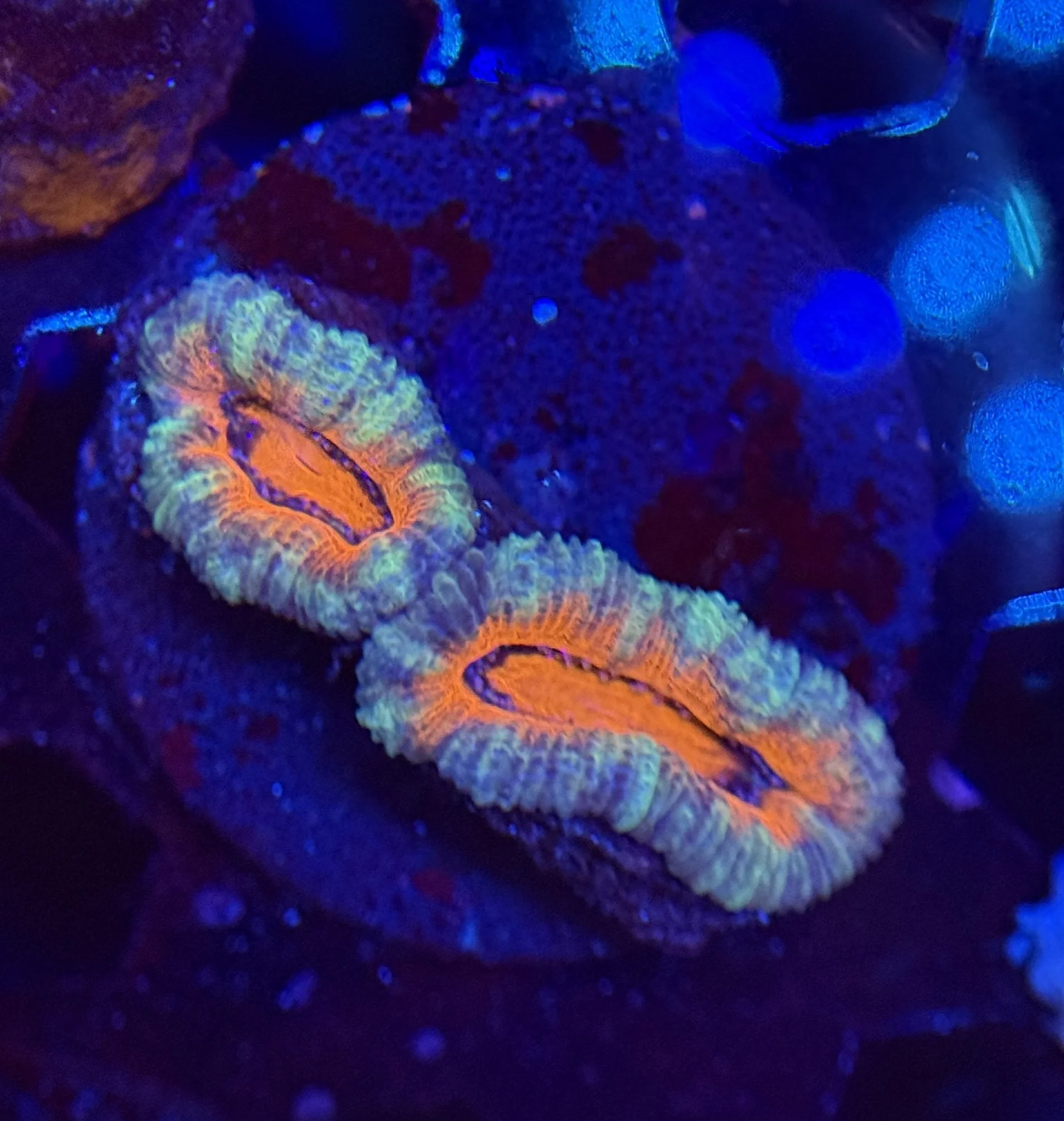 Acan Frag 006