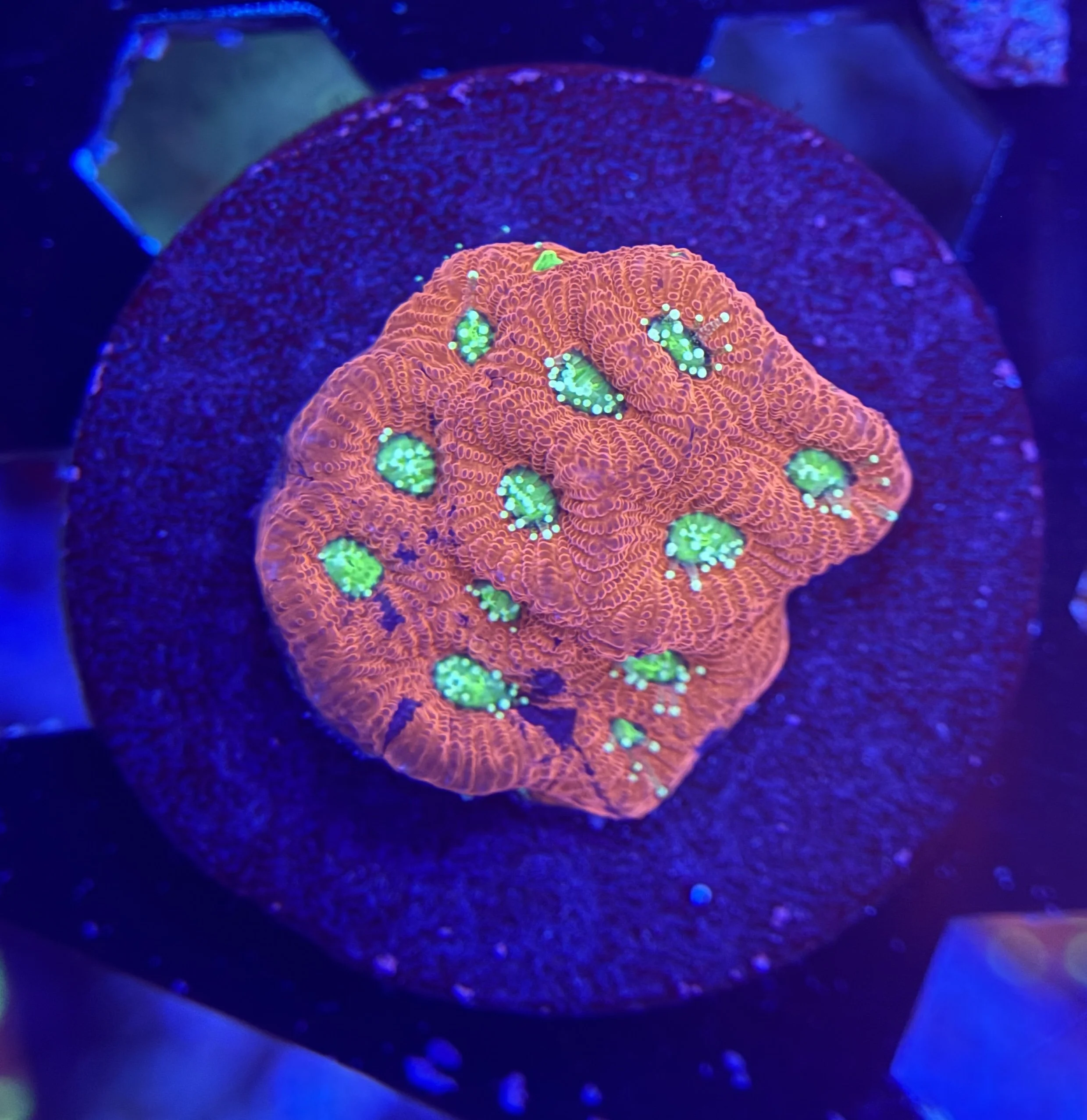 War Coral Frag 001