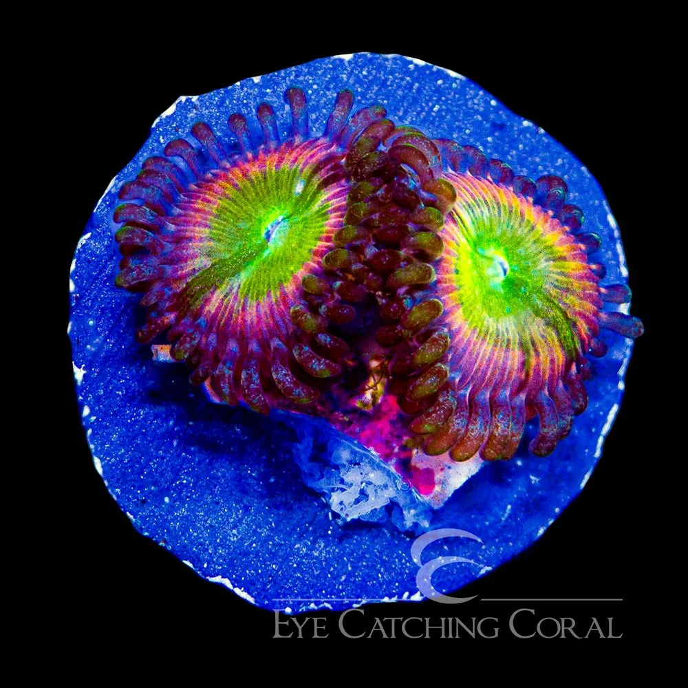 ECC Sunny D Zoanthid Frag (4+Polyp Average) — Special Order [AC1098]