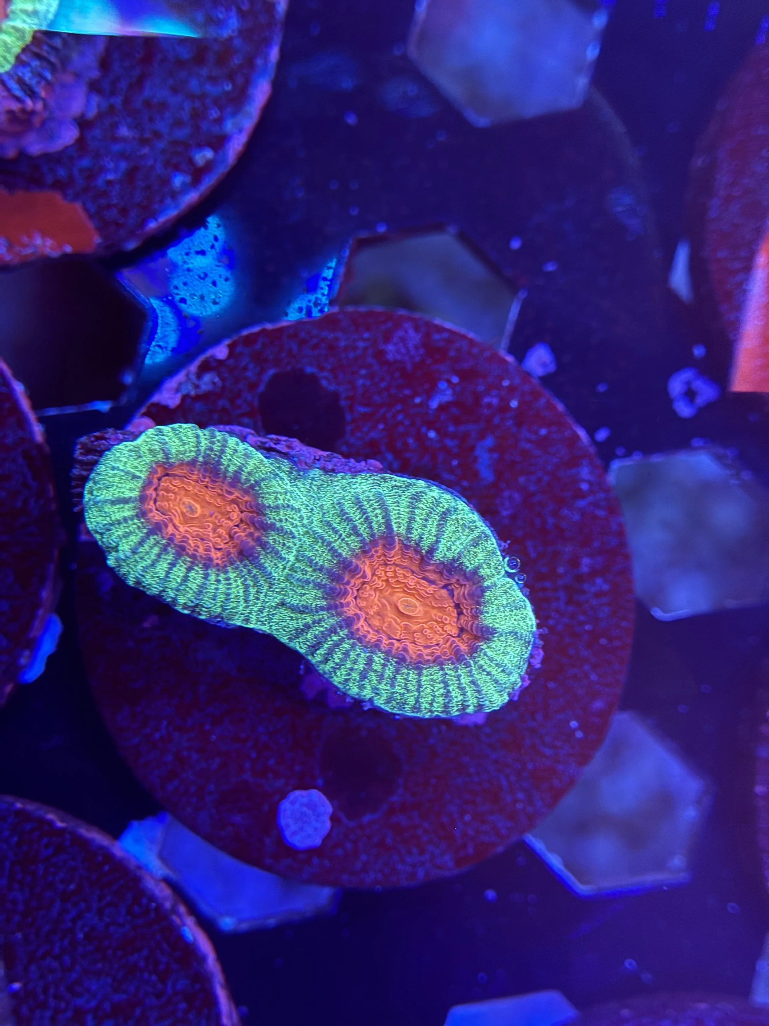 Watermelon Favia Frag 001