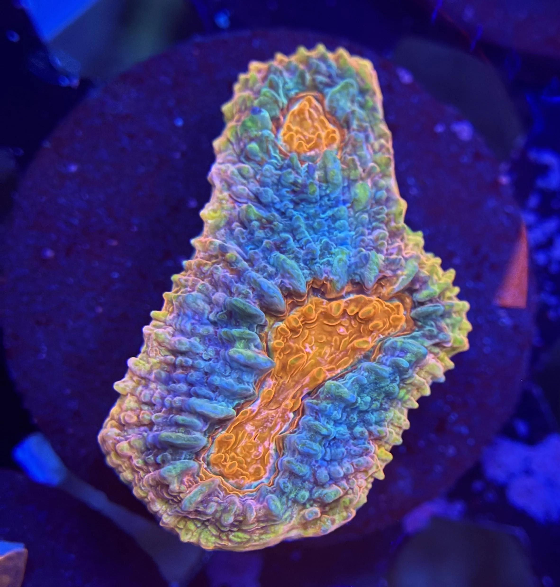 Ultra Chalice Frag 007