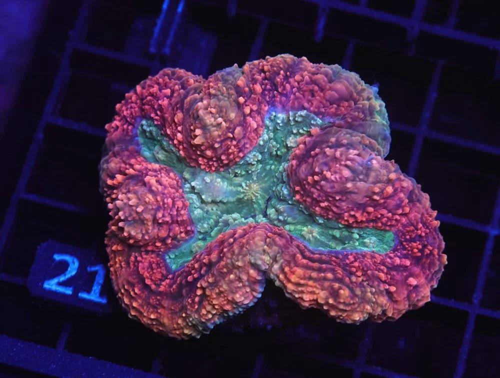 B21 -Indo Supernova Symphyllia — Special Order [SDC-B21]
