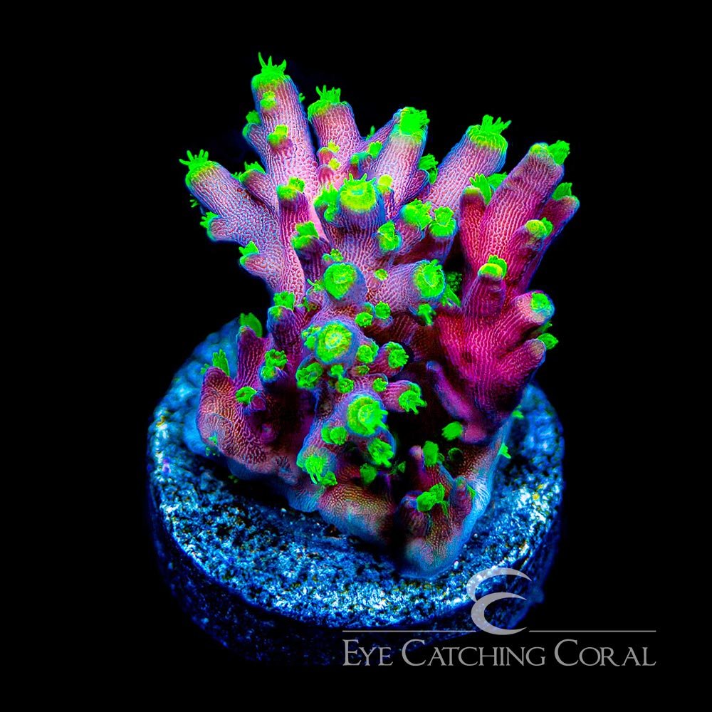 ECC Proximo Acropora Frag — Special Order [AC915]
