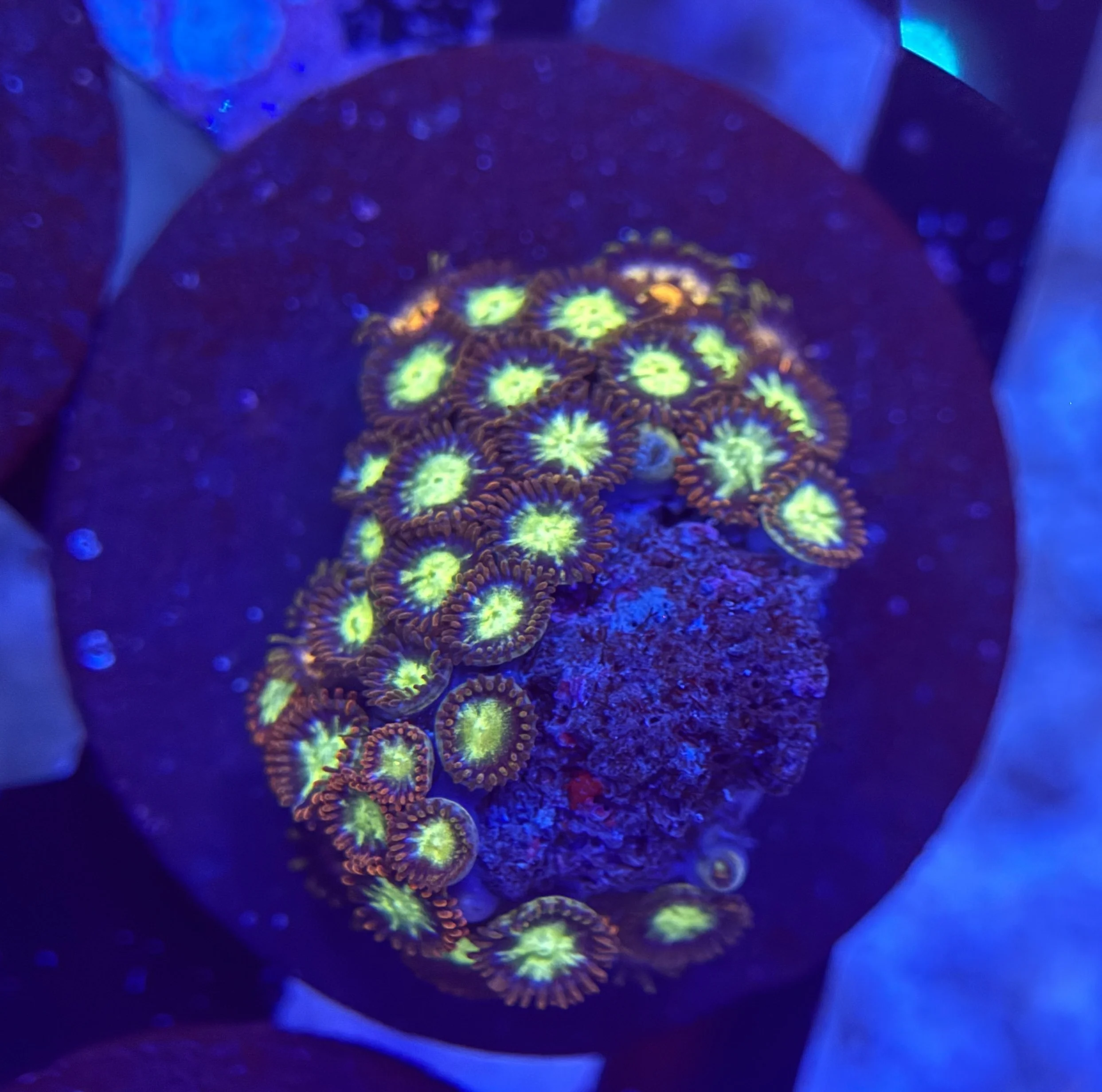 Assorted Zoa Frag 005 $30.jpg
