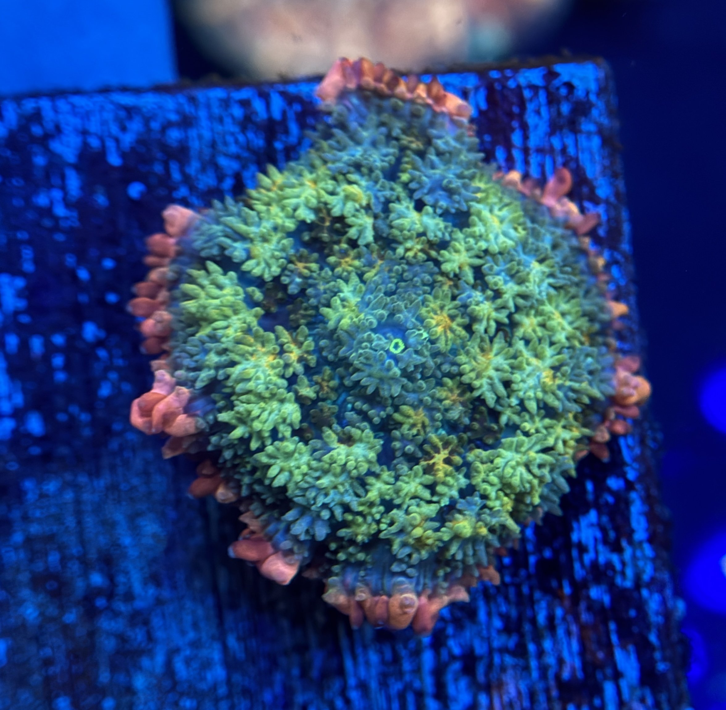 Rainbow Frankenstein Mushroom $220.jpg