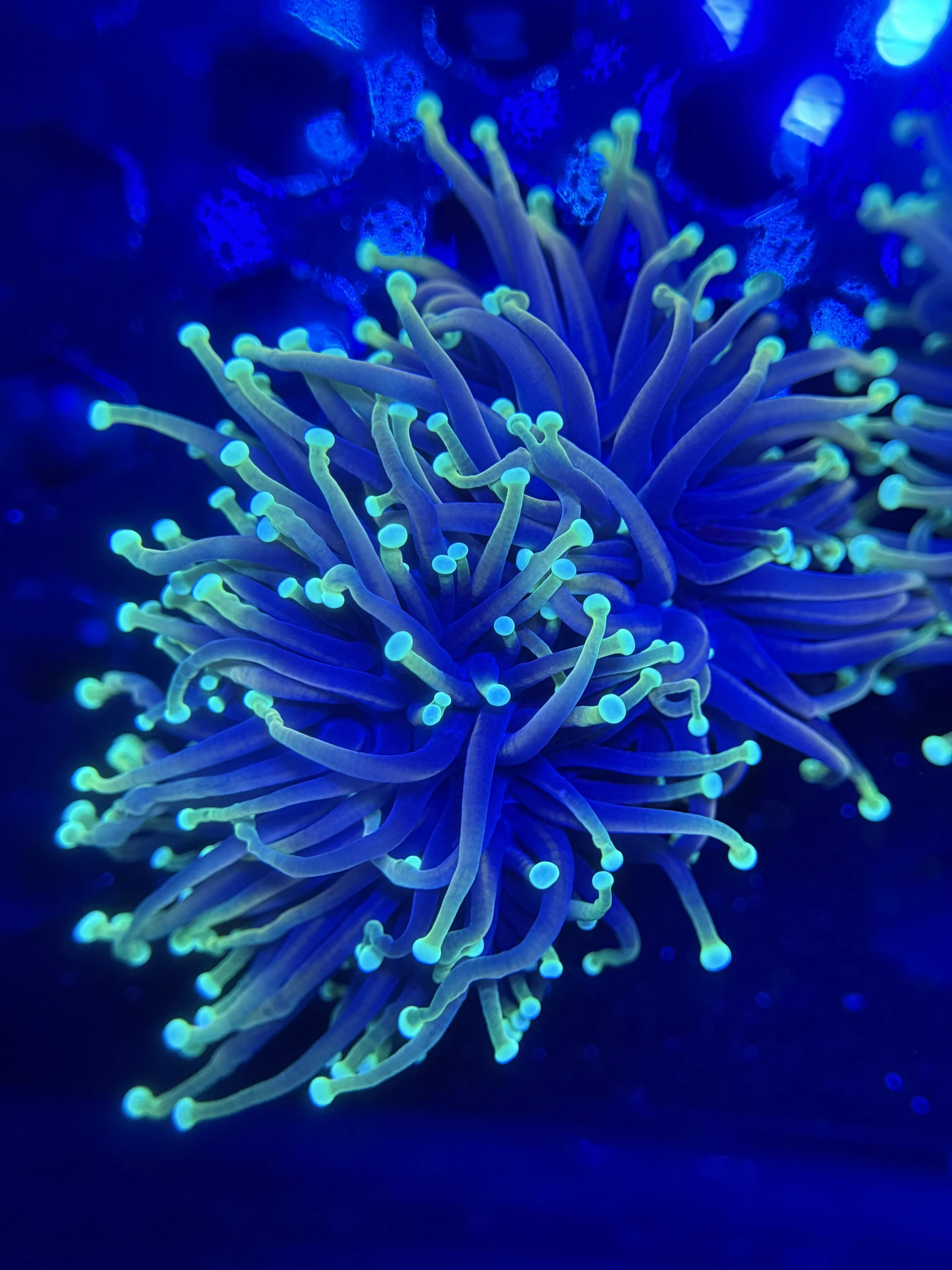 Dragon Soul Torch 2 Heads