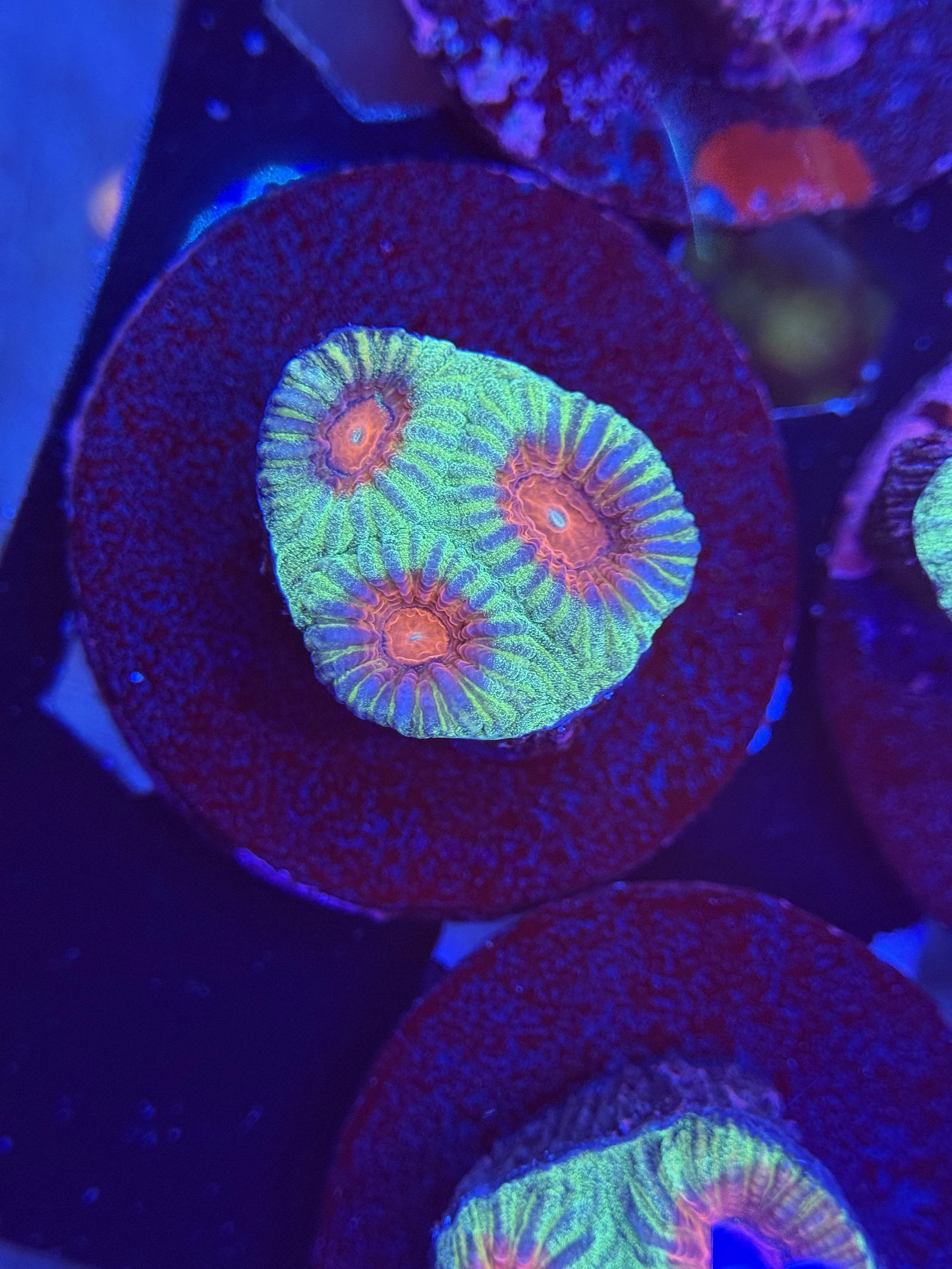 Watermelon Favia Frag 004