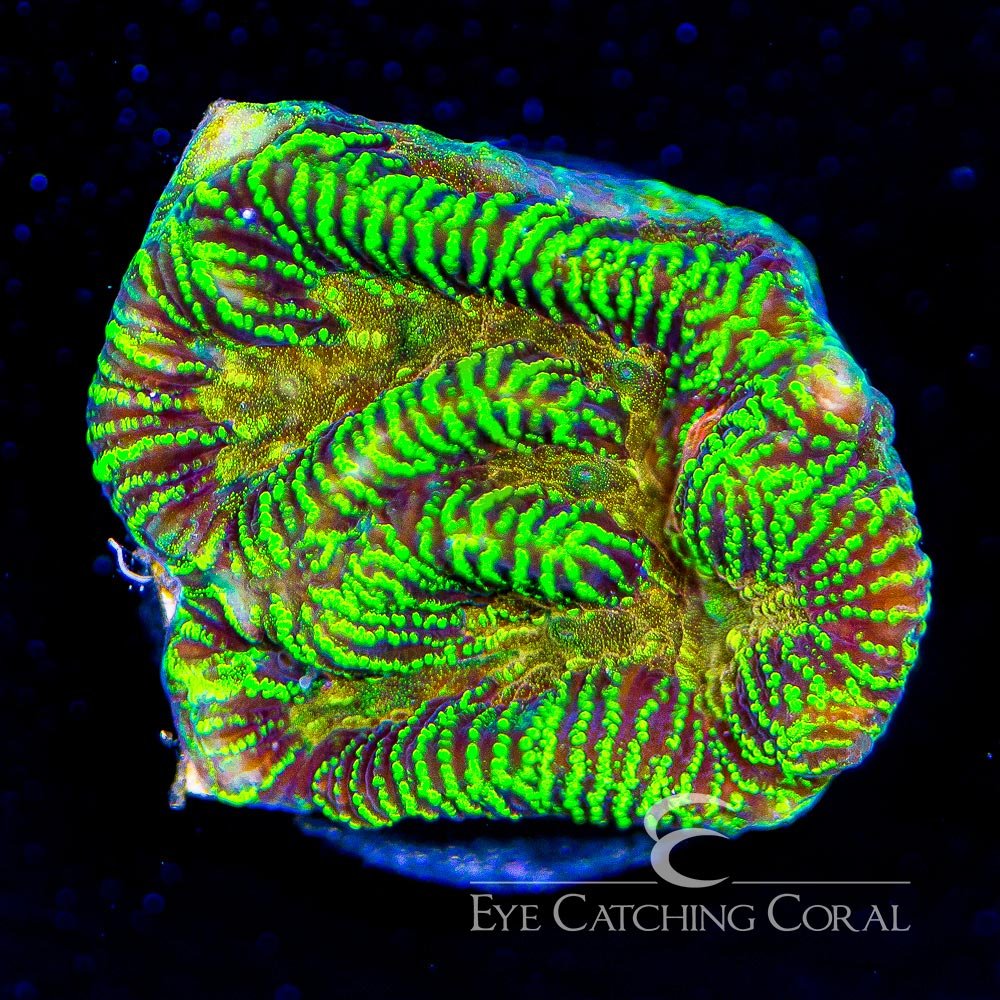 ECC Firewater Platygyra Frag — Special Order [AC554]