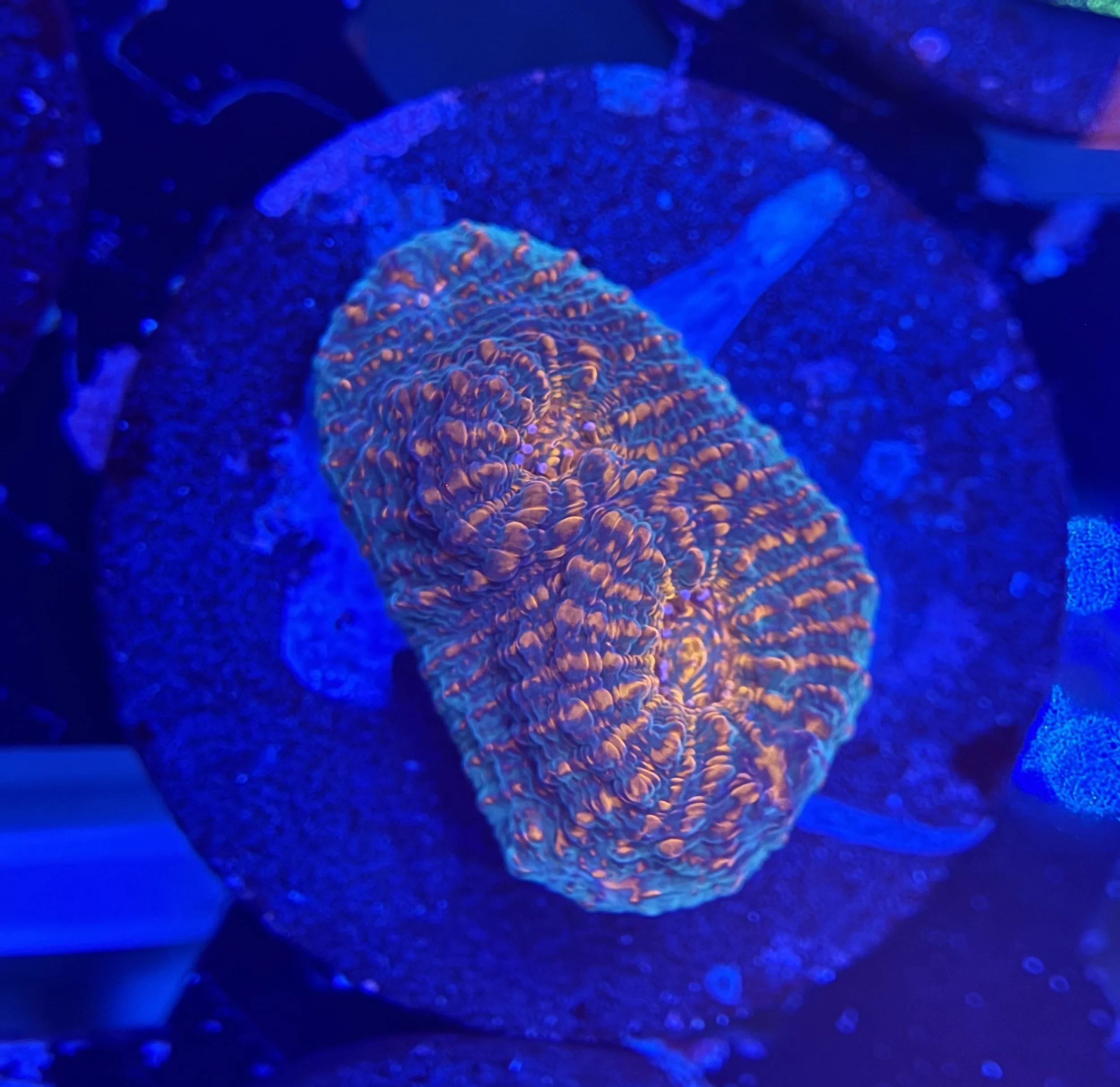Ultra Chalice Frag 003