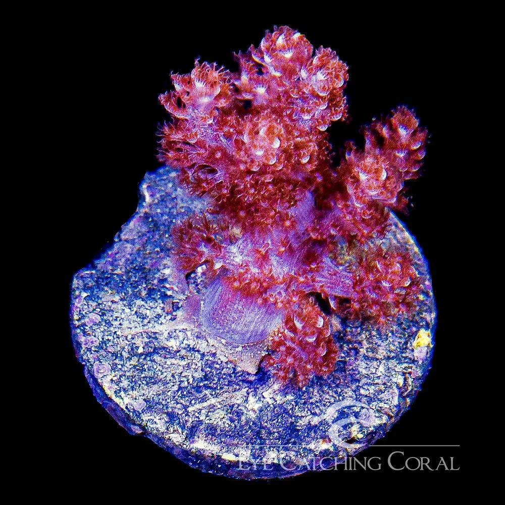 ECC Kenya Tree Big Frag — Special Order [F1AC206]