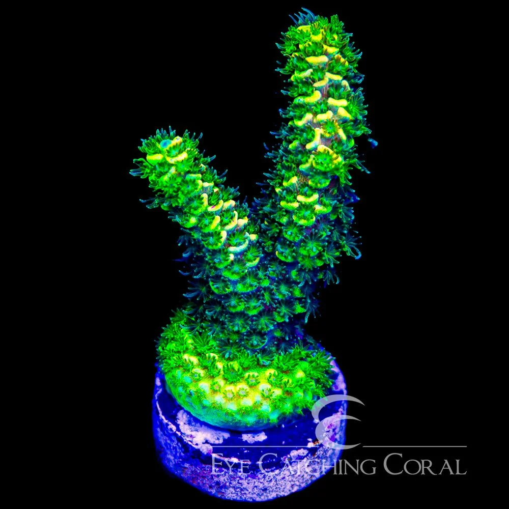 ECC Rainbow Splice Green Side — Special Order [AC1140]