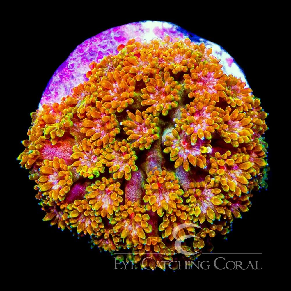 ECC Sunflower Short Polyp Goniopora Frag — Special Order [AC955]