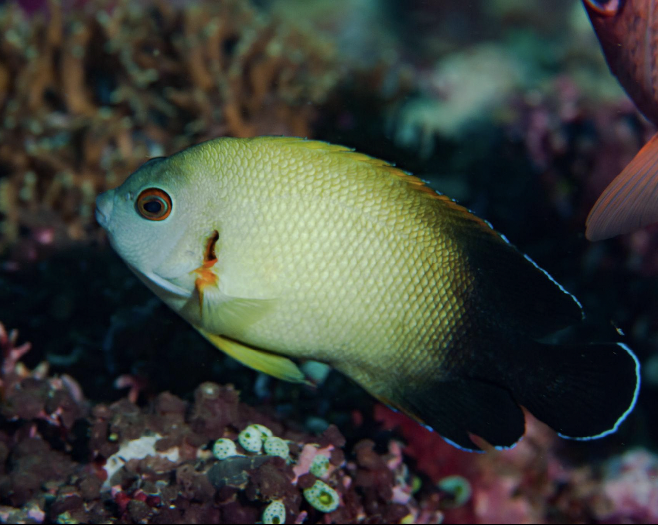 Half Black Angel S/M