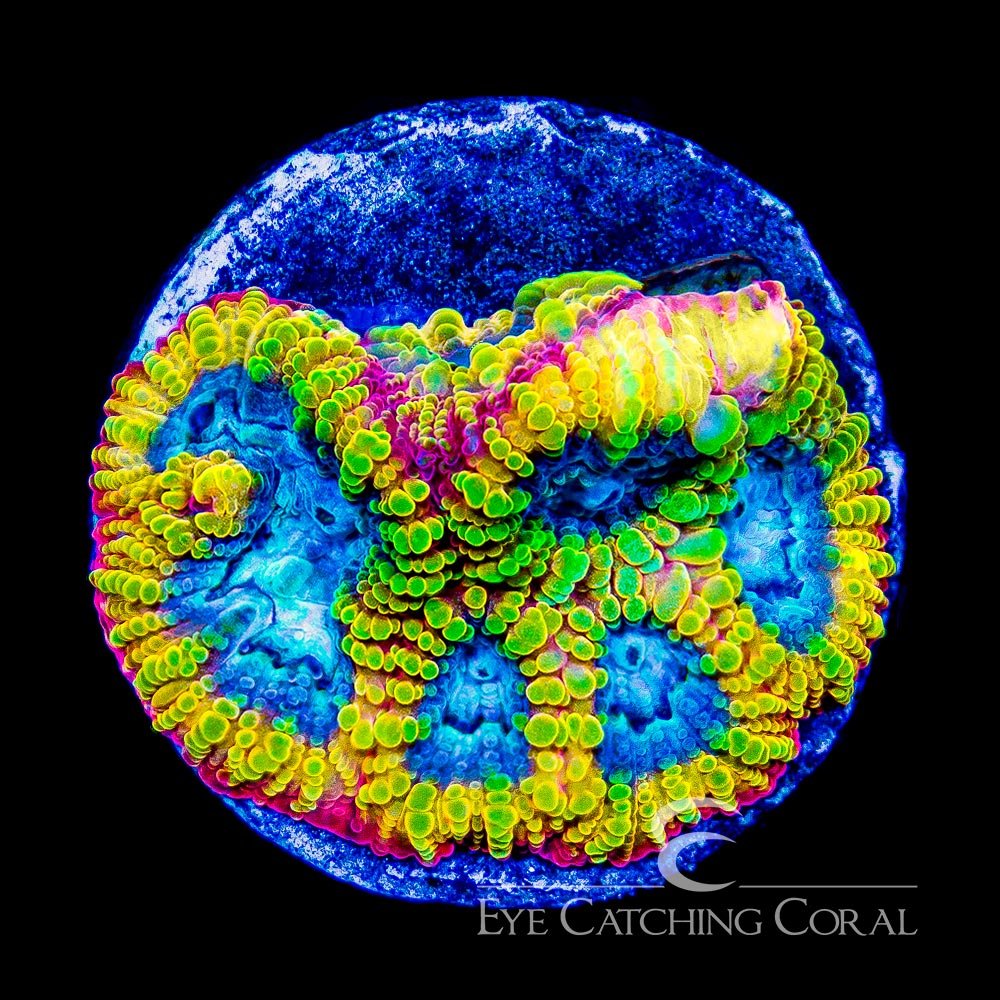 ECC Electric Daisy Favia Frag — Special Order [AC372]