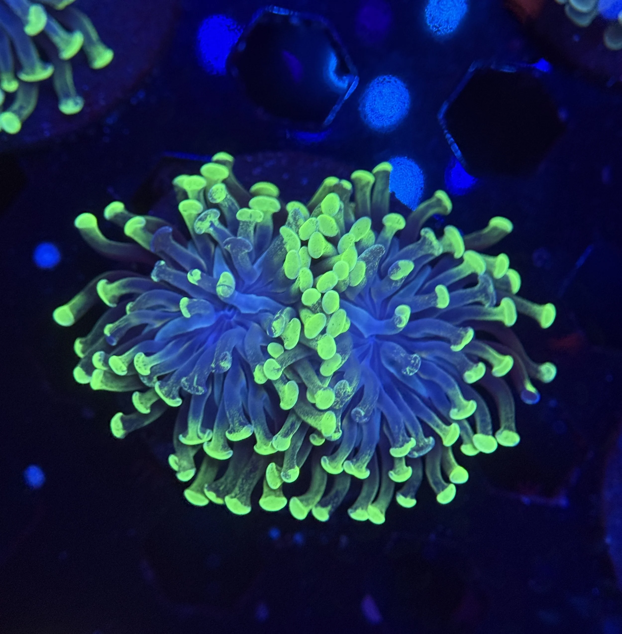 Hammer Frag 005 $30.jpg