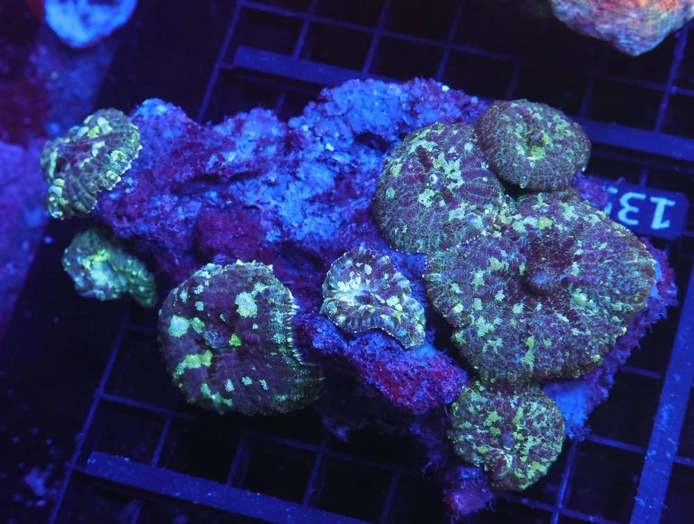 B135 - Jungle Book Rhodactis Mushroom — Special Order [SDC-B135]