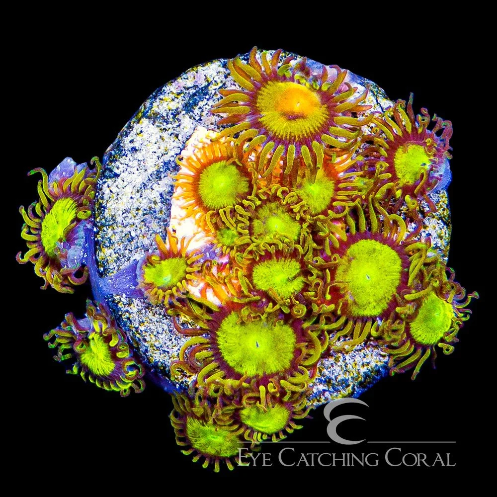 ECC King Midas Zoanthid Frag (4+ Polyp Average) — Special Order [AC26]