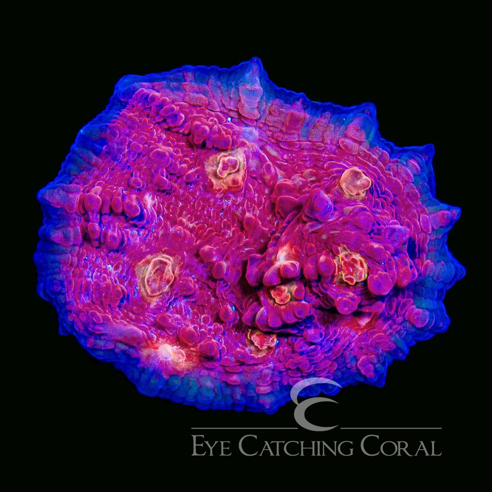 ECC Red Rascal Chalice Frag — Special Order [AC1066]