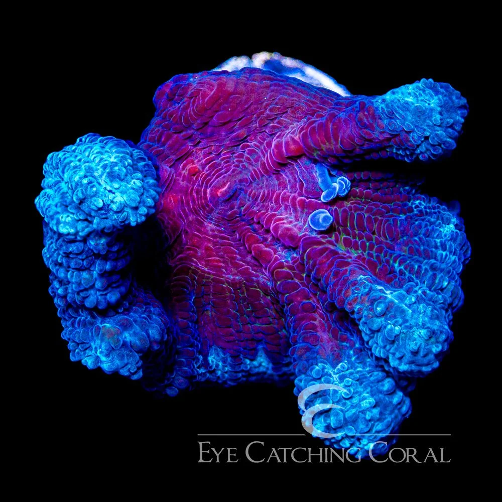 ECC Mind Melter Pectinia Frag — Special Order [AC1201]