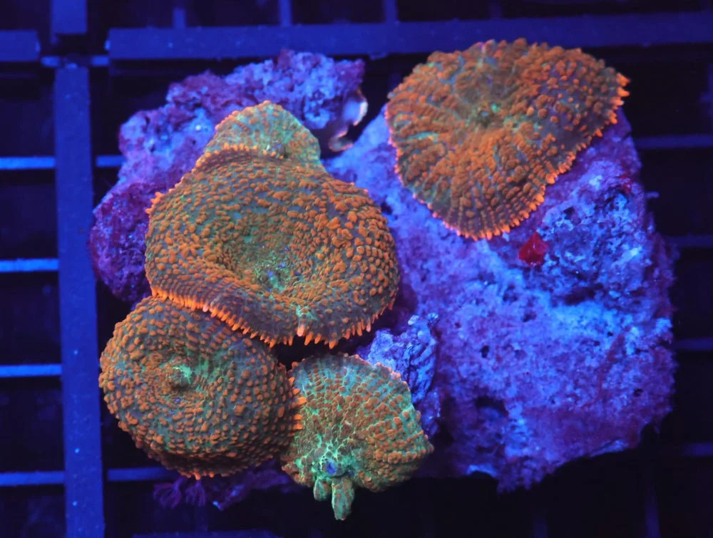 B115 - Orange Crush Rhodactis Mushroom — Special Order [SDC-B115]