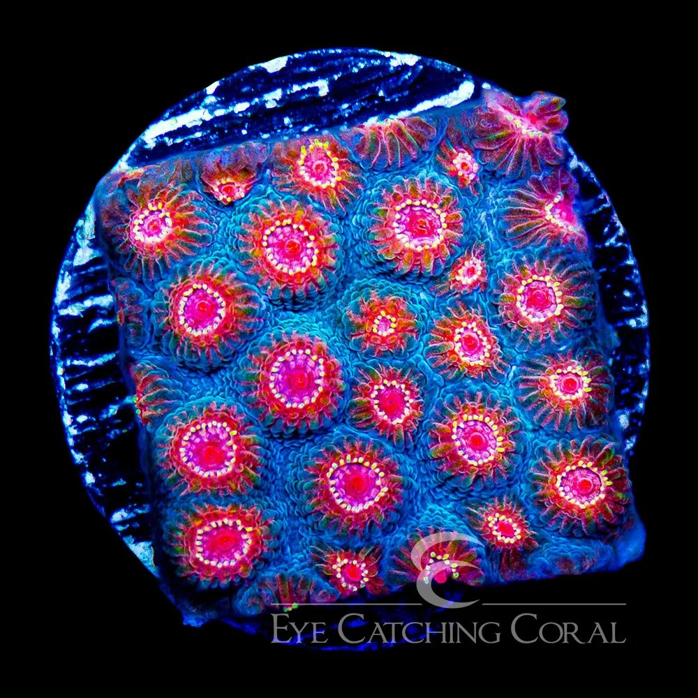 ECC Full Tilt Cyphastrea Frag — Special Order [AC1047]