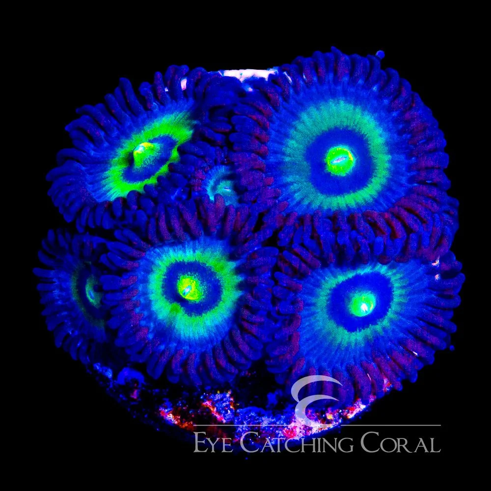ECC Glow Worm Zoanthid Frag — Special Order [AC1203]