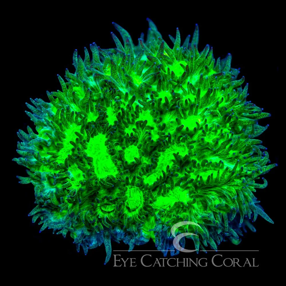 ECC Outworld Hydnophora Frag — Special Order [AC1042]