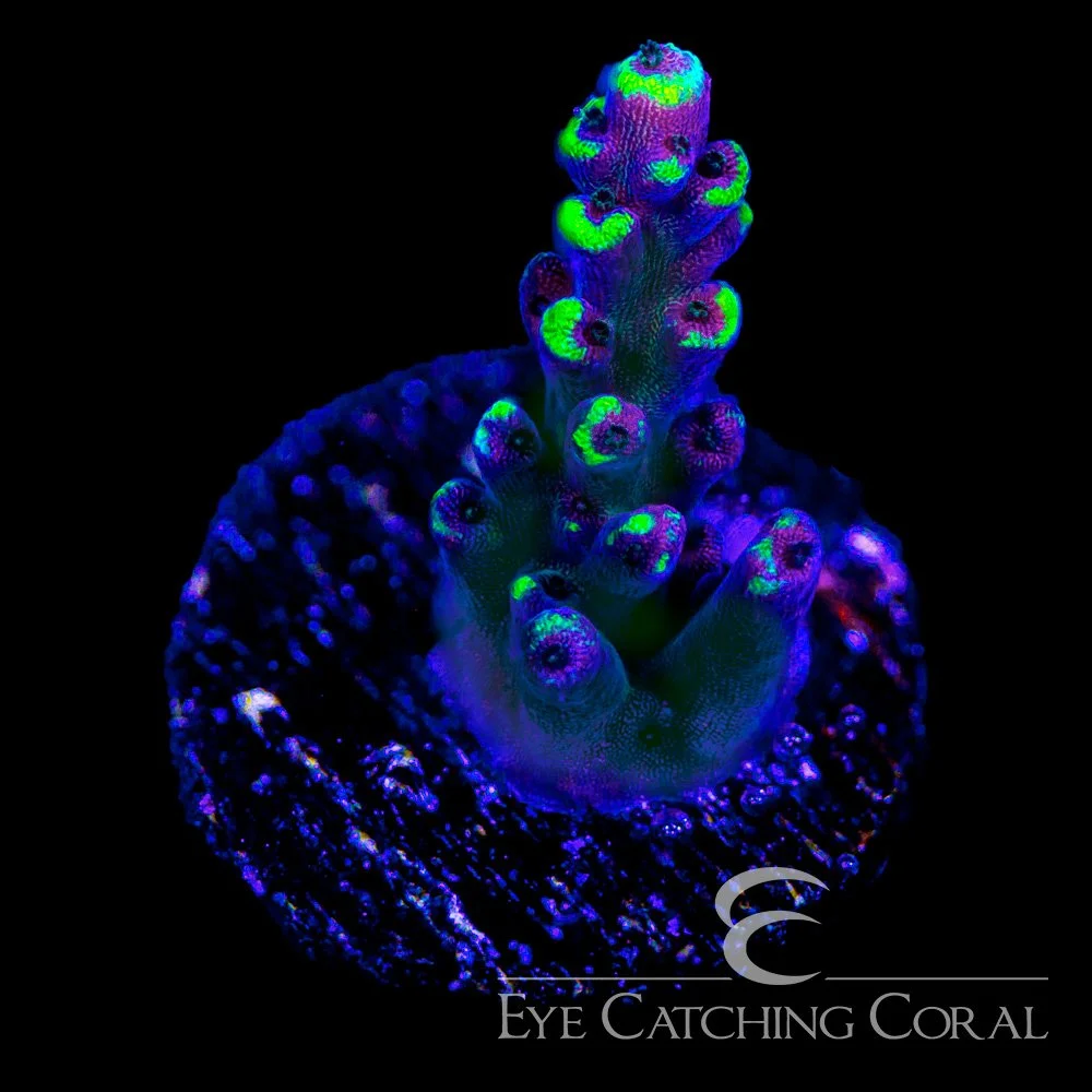ECC Natures Magic Acropora Frag — Special Order [AC1154]