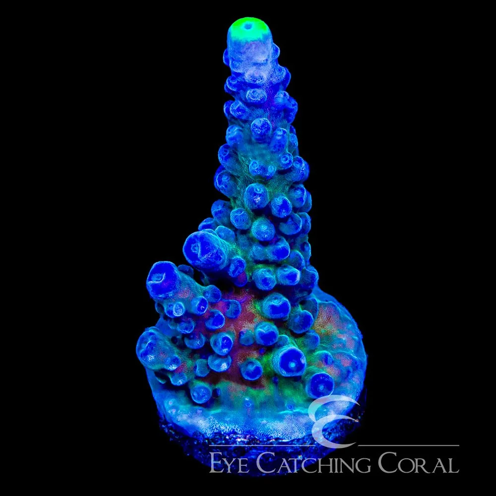ECC Yellow Tip Acropora Frag — Special Order [AC1177]
