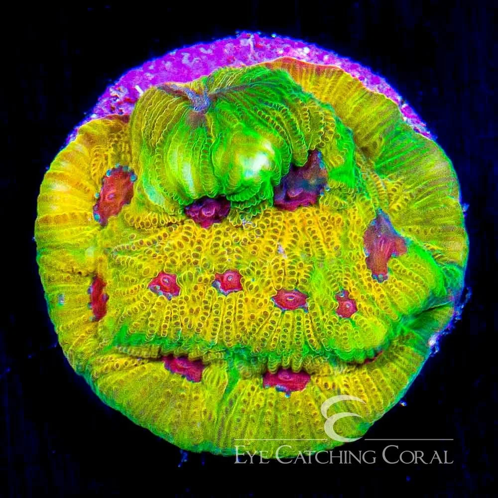 ECC Fascination Favia Frag — Special Order [AC518]