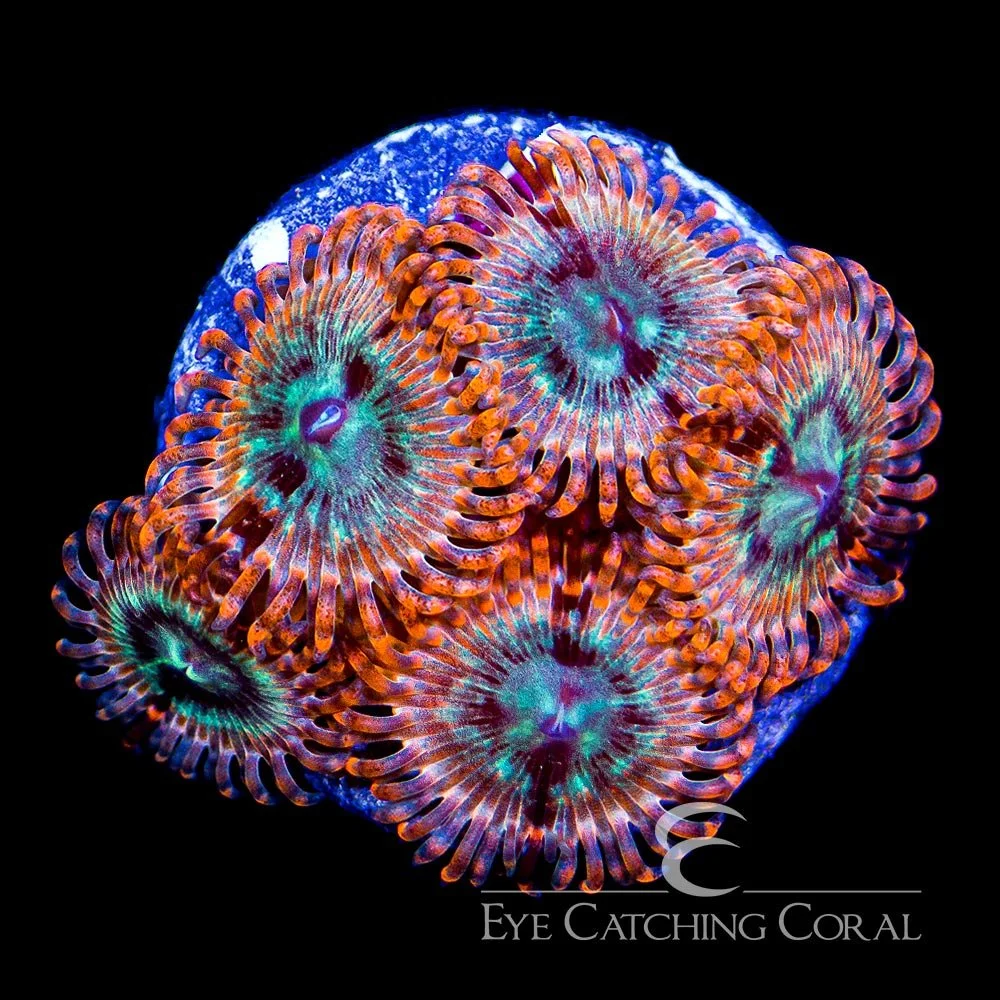 ECC Volcanic War Zoanthid Frag (4+ Polyp Average) — Special Order [AC314]