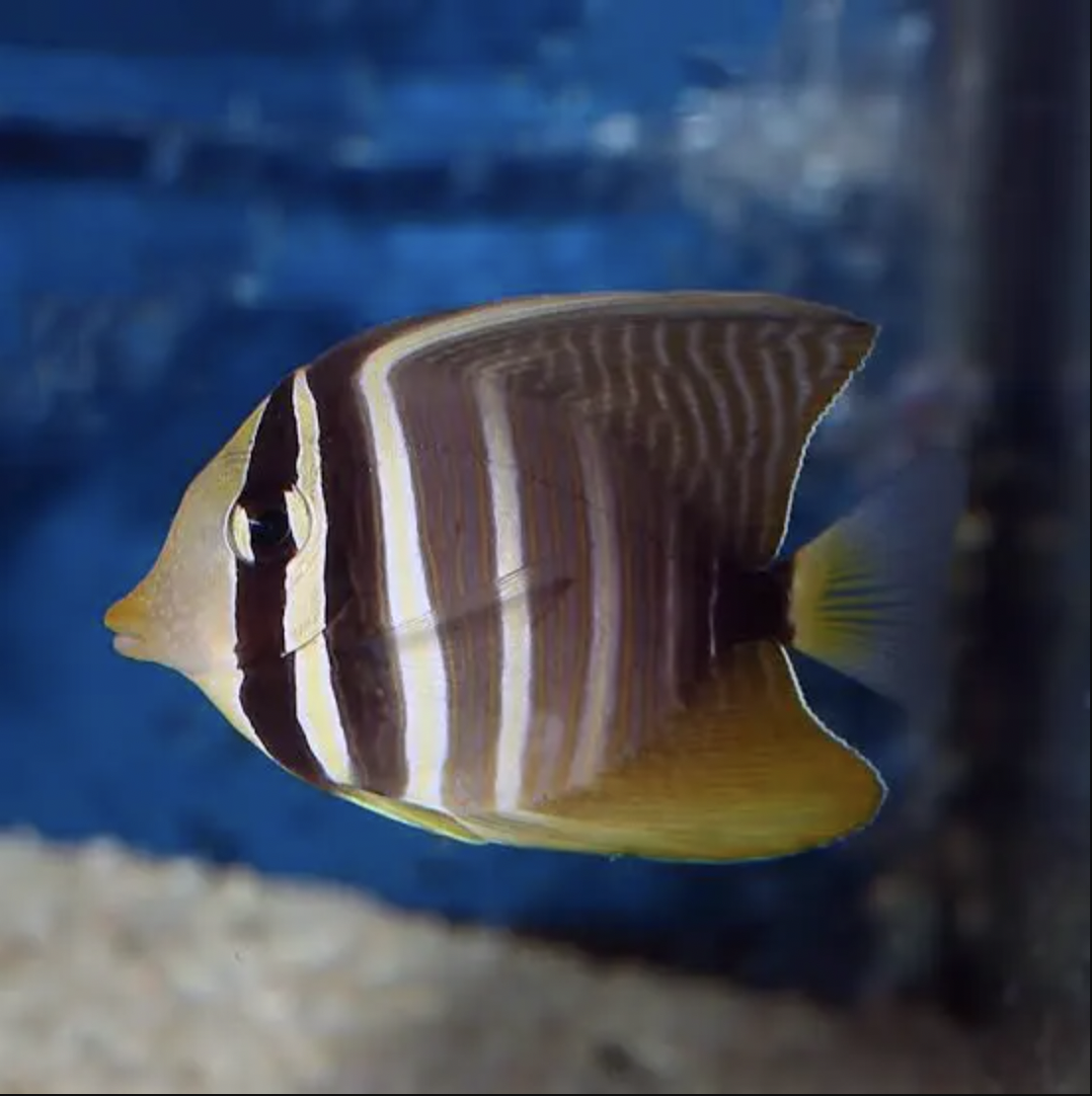 SAILFIN.png
