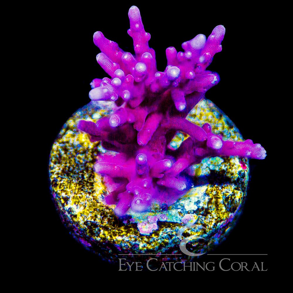 ECC Red Dragon Acropora Frag — Special Order [AC969]