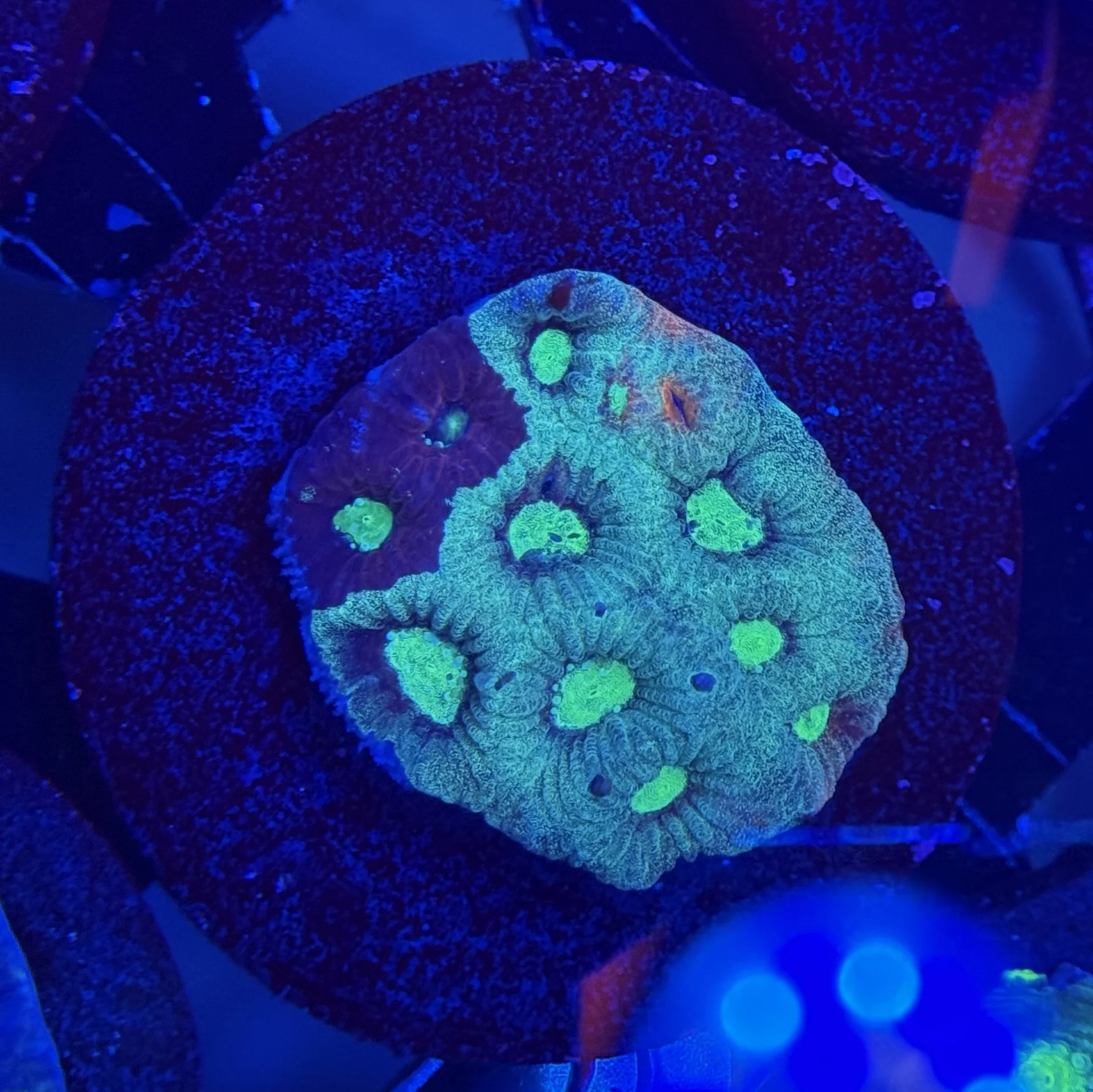 War Coral Frag 007
