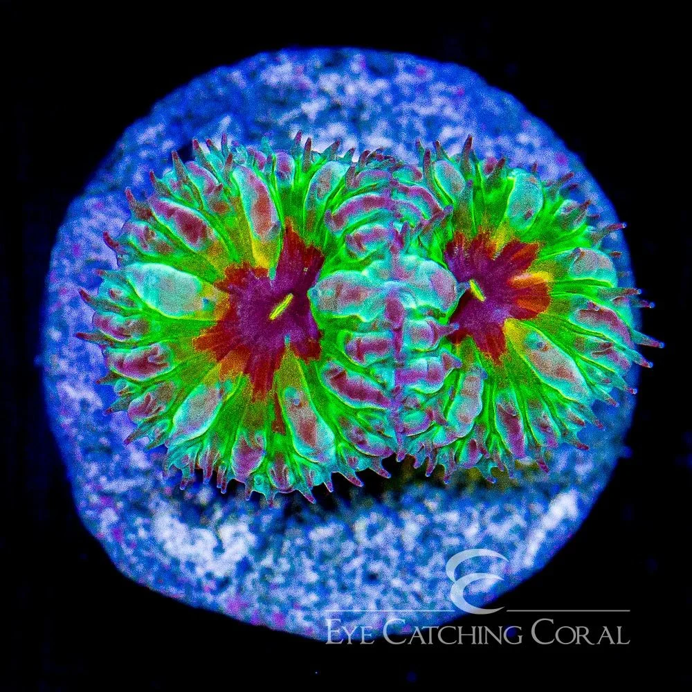 ECC PPE Blastomussa Merletti Frag — Special Order [AC646]