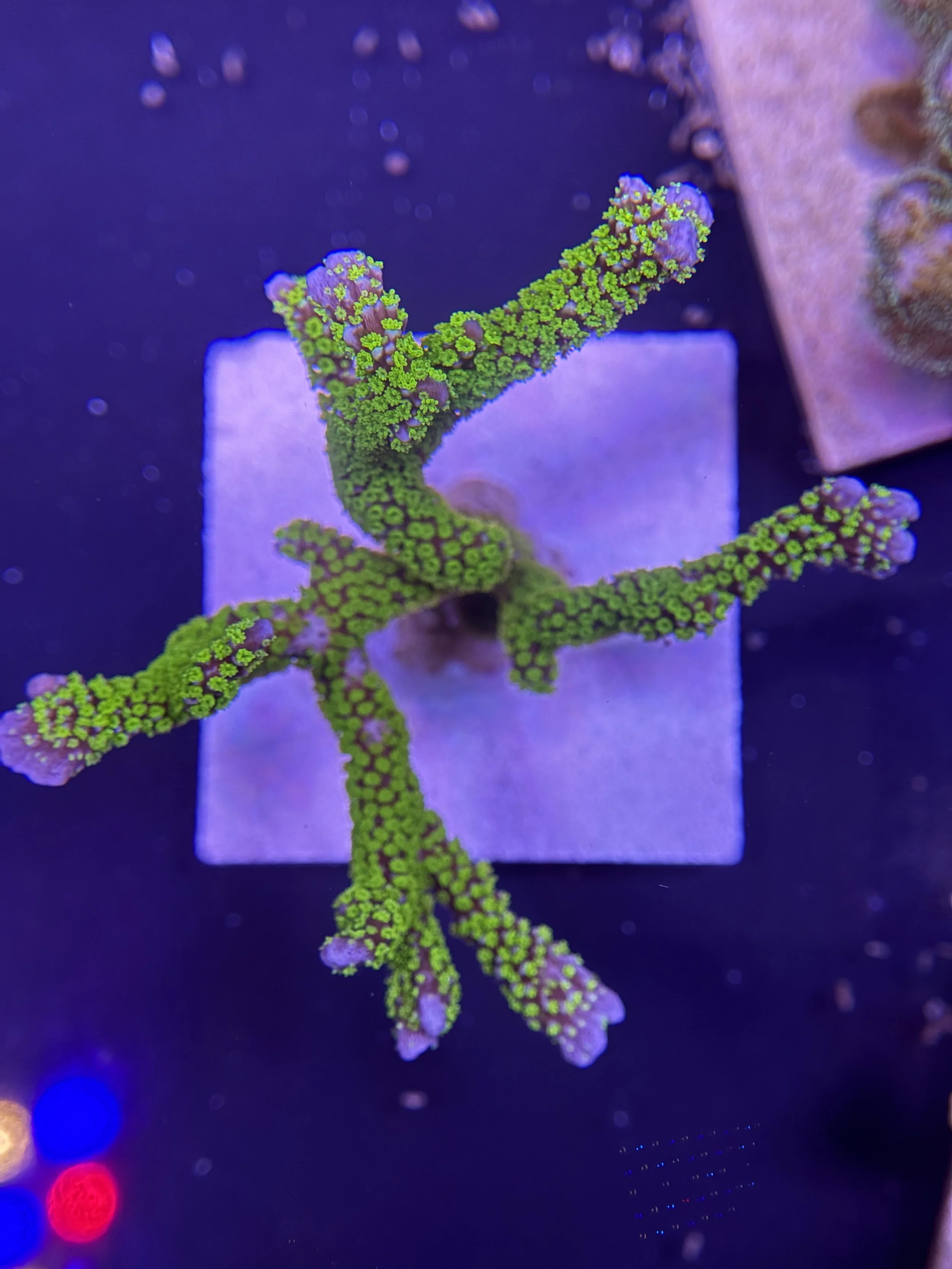Montipora Tubbs Stellata Mini Colony